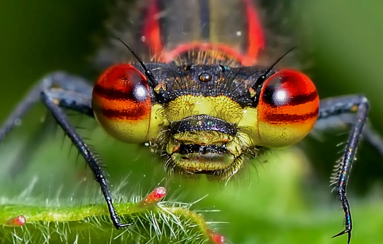 Photo wallpaper eyes, nature, head, dragonfly, insect