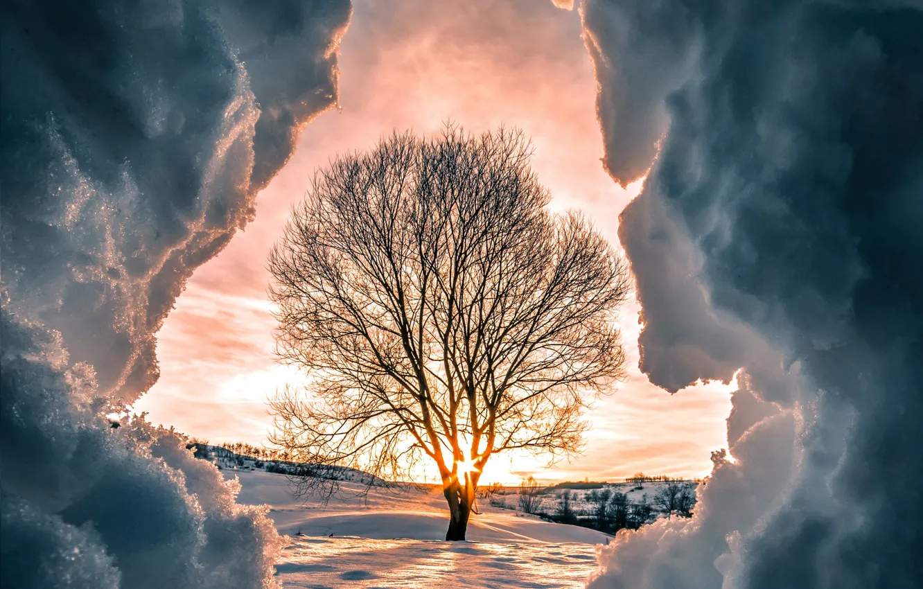 Photo wallpaper winter, the sun, rays, snow, sunset, nature, tree