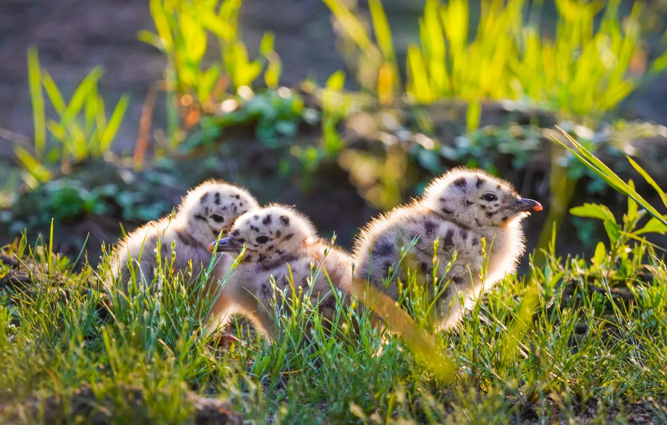Photo wallpaper light, nature, bird, seagulls, baby, Chicks, bokeh, chick