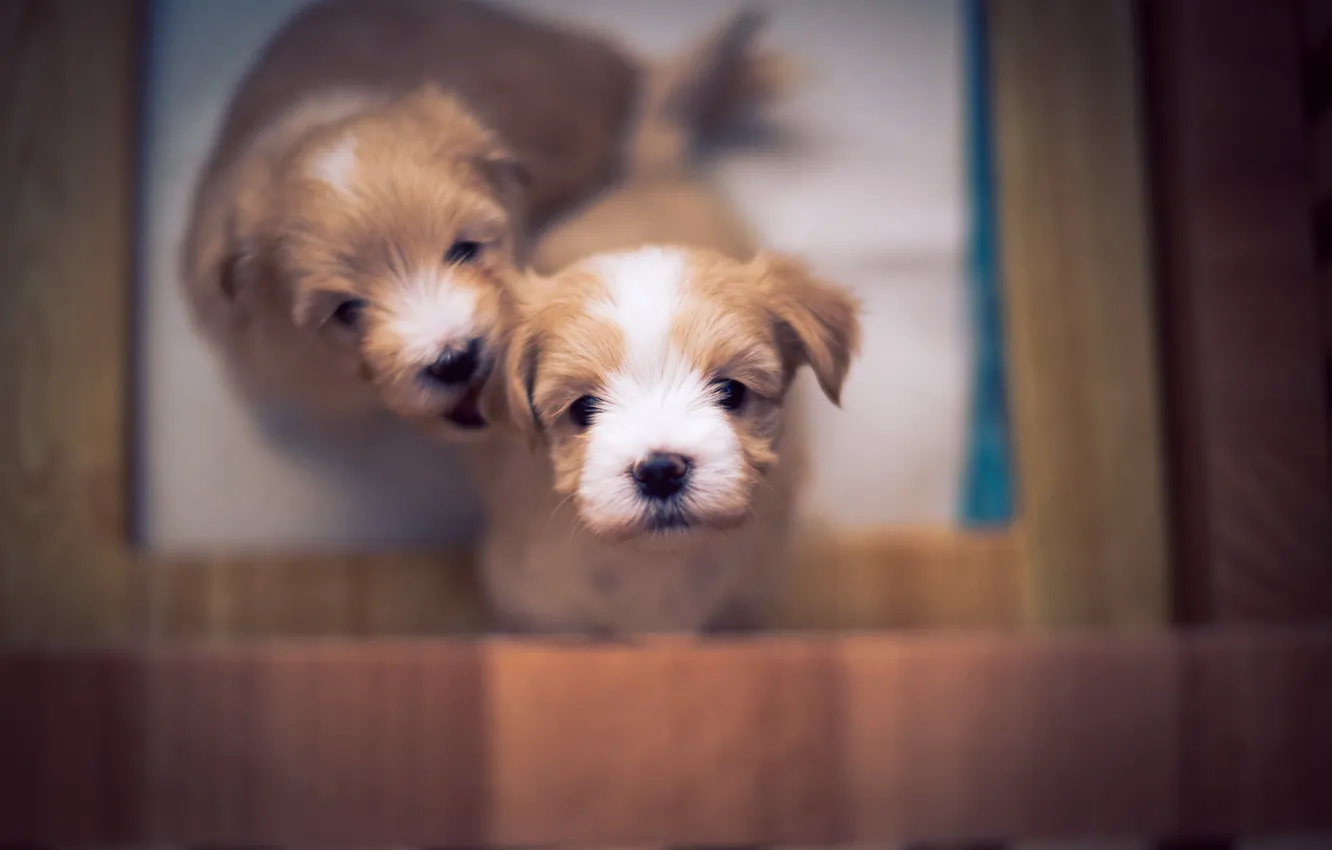 Photo wallpaper puppy, dog, bokeh, cute, bichon