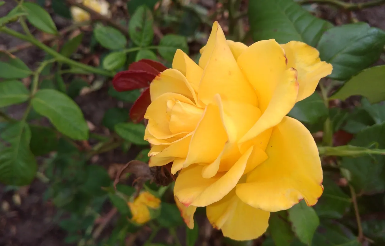 Photo wallpaper yellow, roses, petals, Meduzanol ©