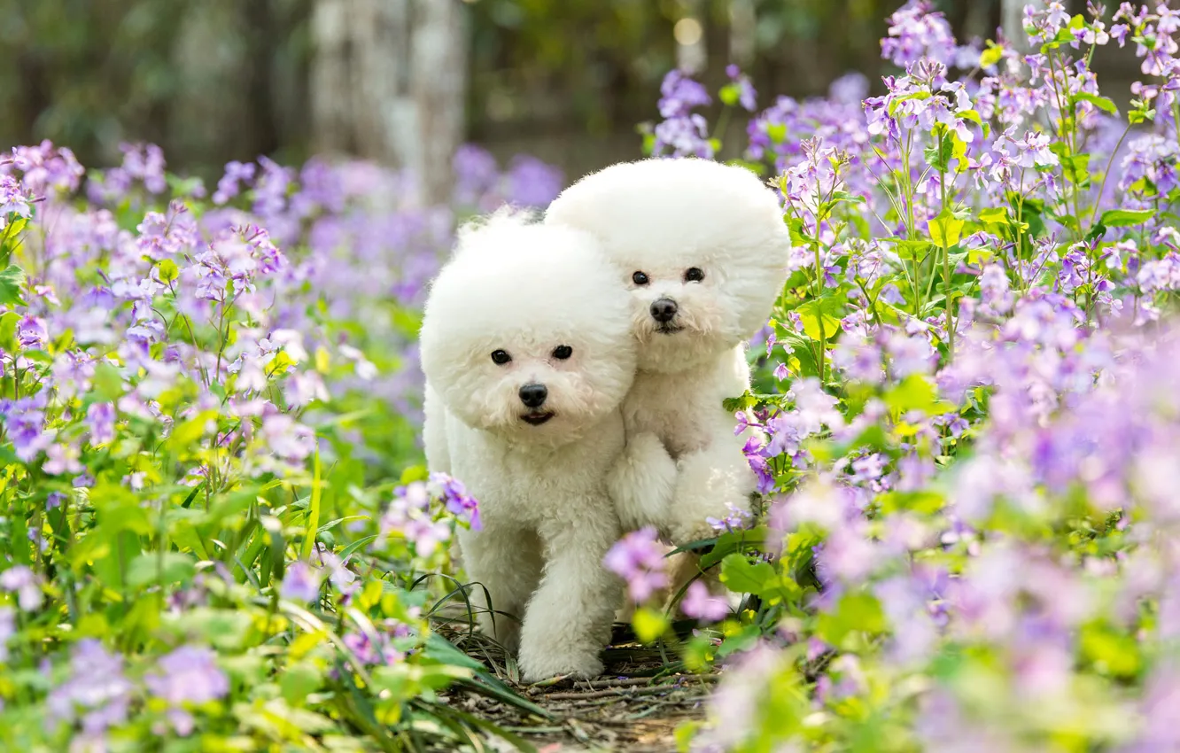 Photo wallpaper summer, look, flowers, nature, pose, haircut, two, dog