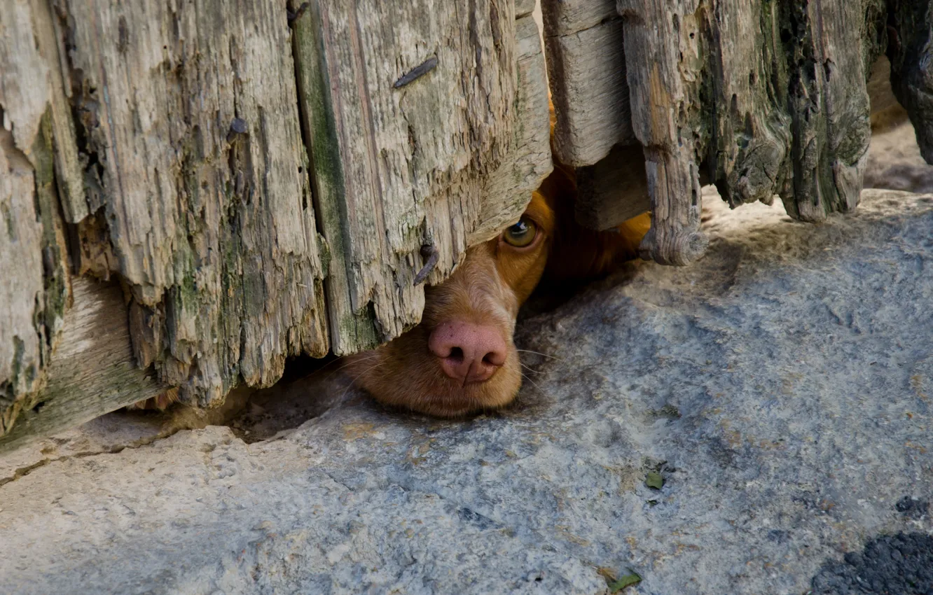 Photo wallpaper look, each, dog, dog