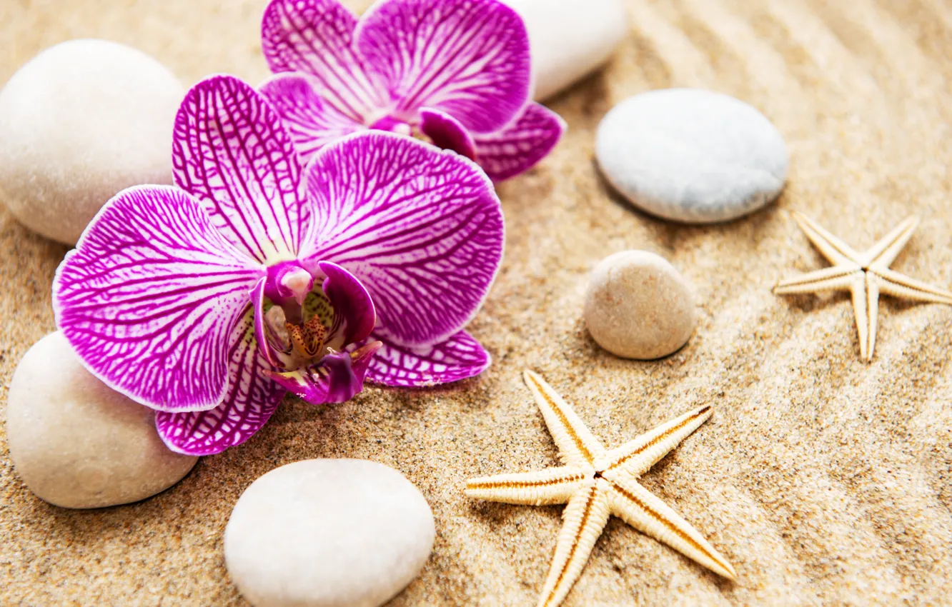 Photo wallpaper sand, flowers, stones, Orchid, pink, flowers, sand, orchid