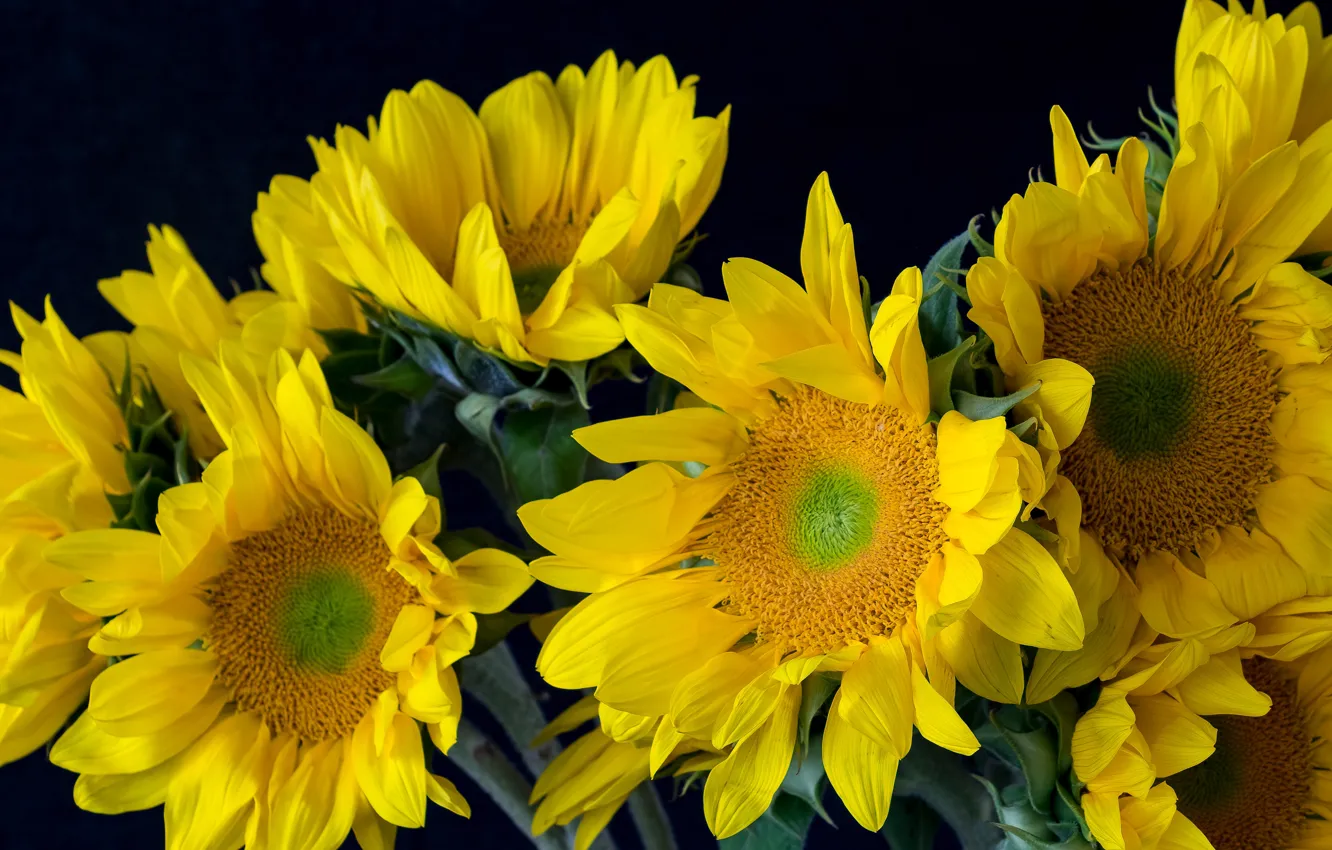 Photo wallpaper sunflowers, flowers, close-up, bouquet, yellow, petals, black background
