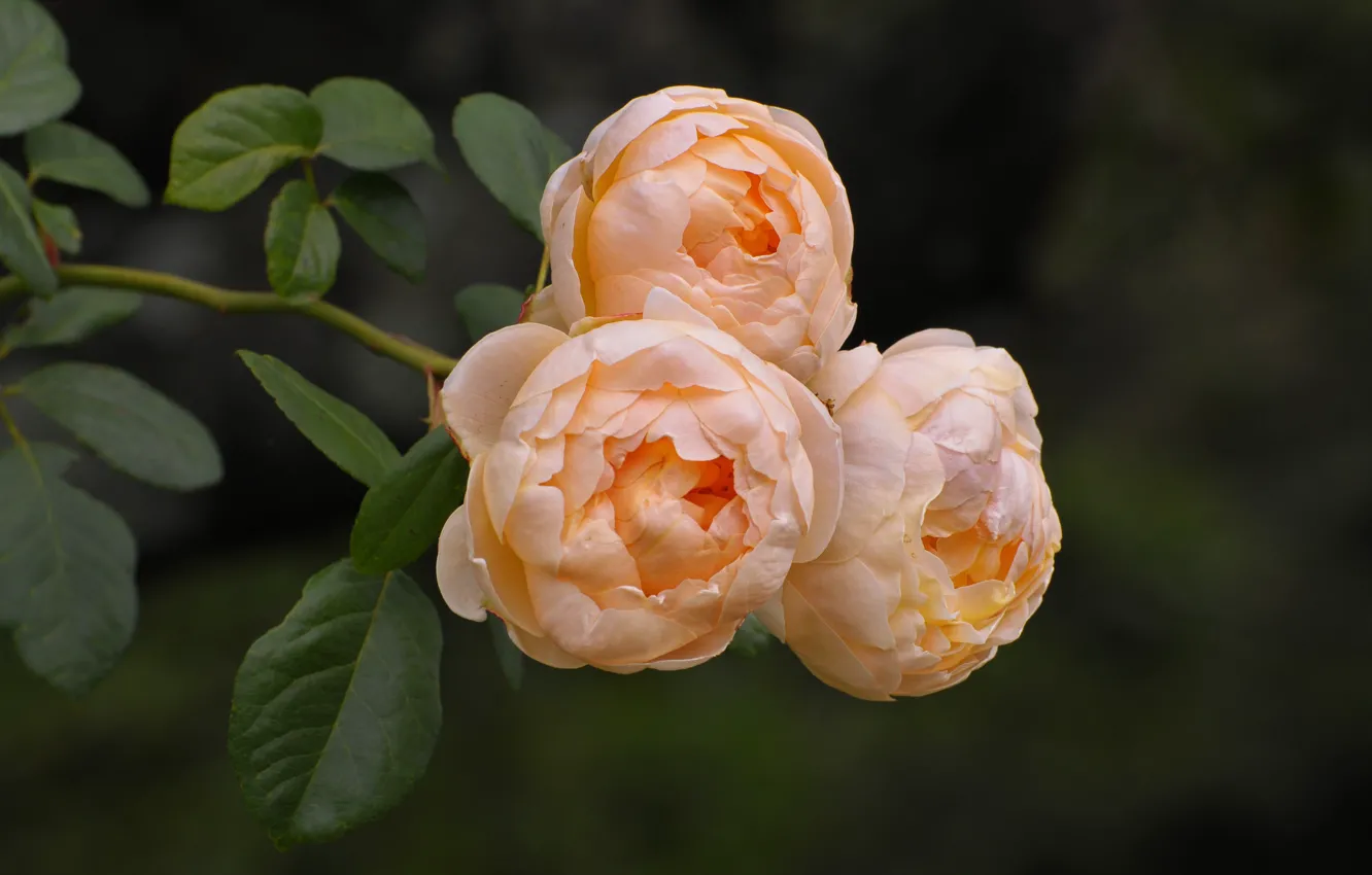 Photo wallpaper macro, flowers, orange, branches, roses, garden, cream, trio