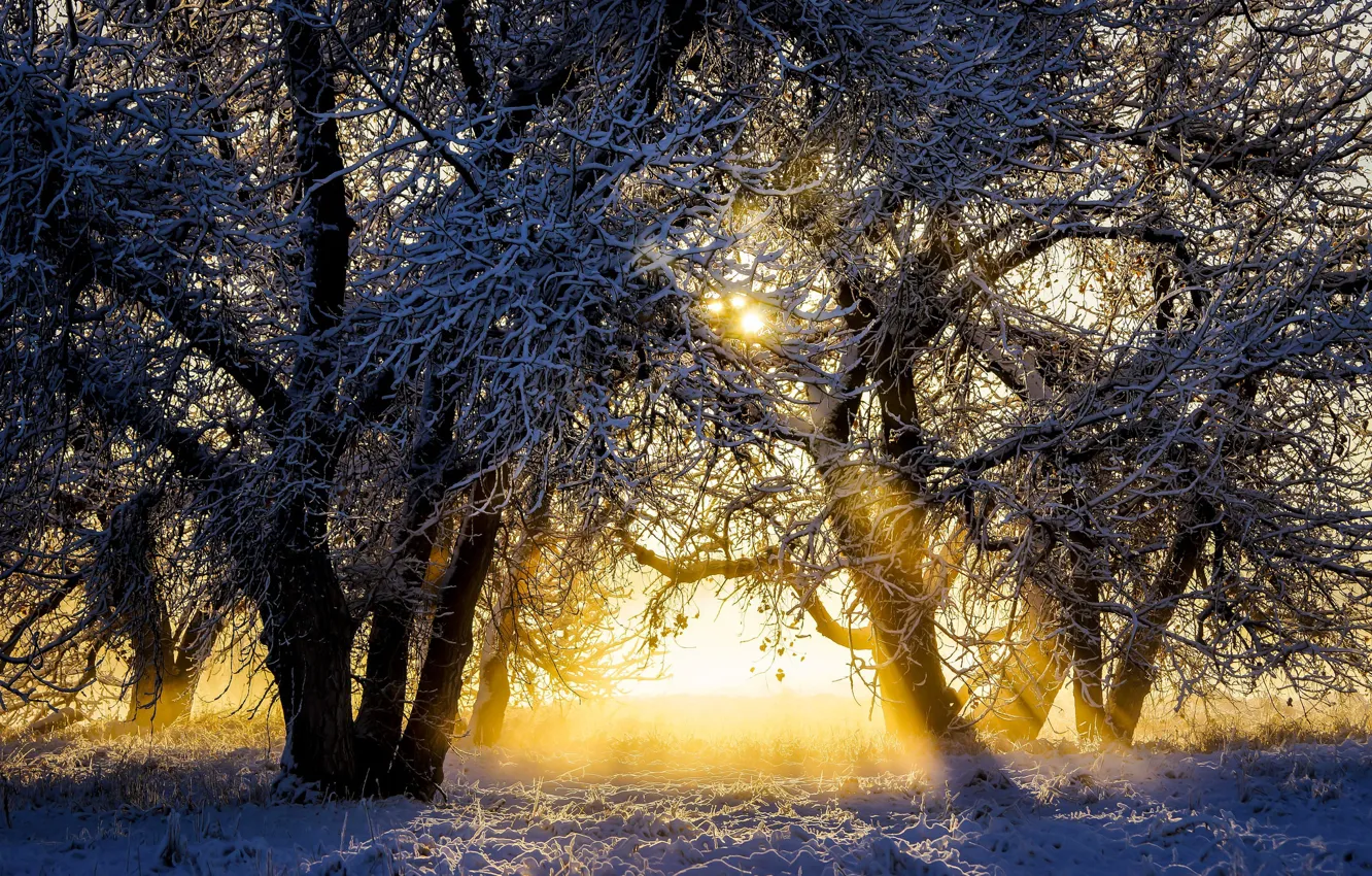 Photo wallpaper winter, the sun, snow, trees, sunrise, dawn, morning