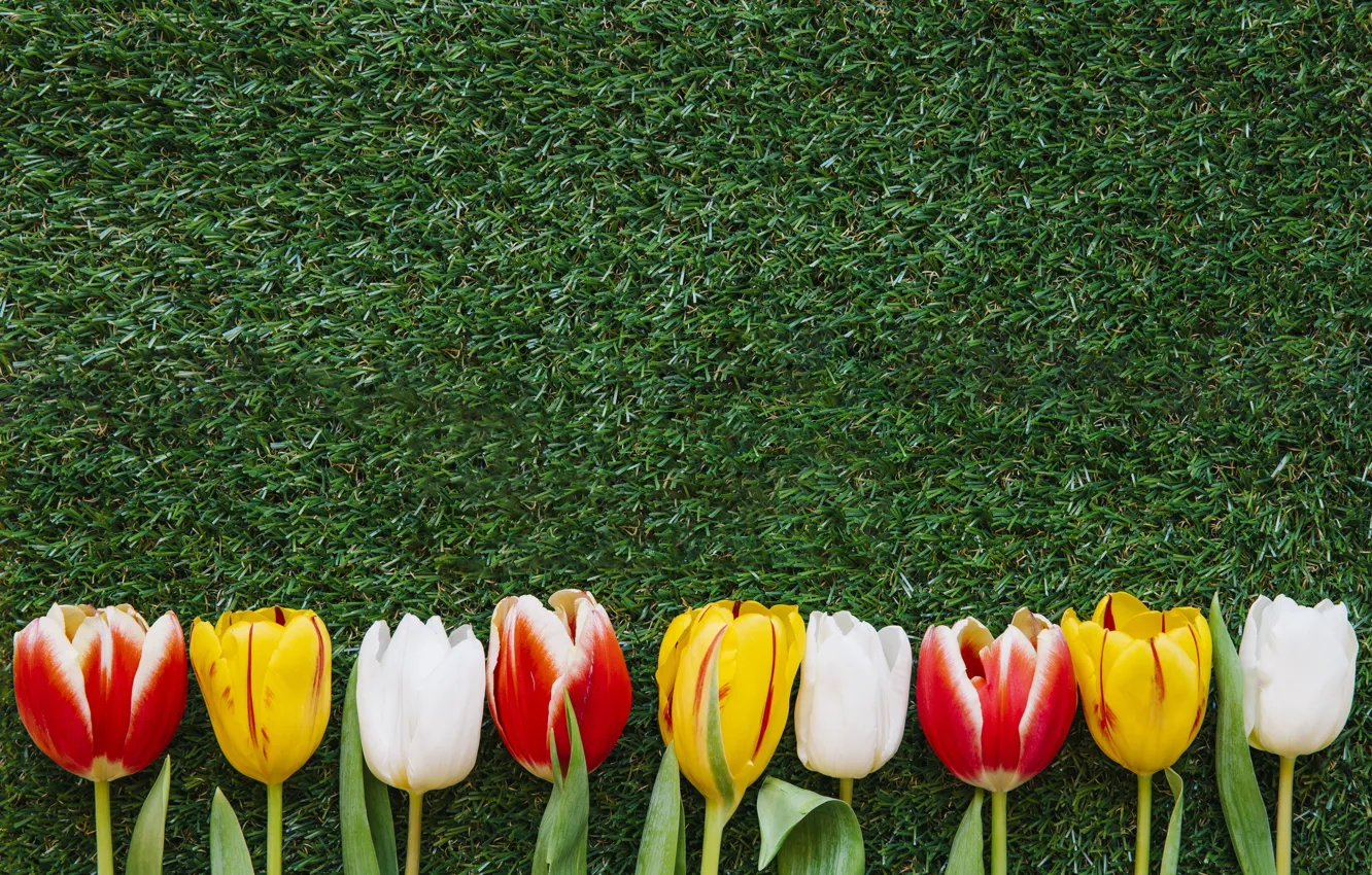 Photo wallpaper grass, flowers, spring, colorful, Easter, tulips, flowers, tulips