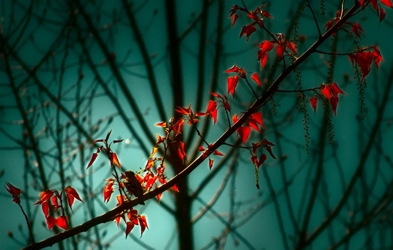Photo wallpaper leaves, branch, bird