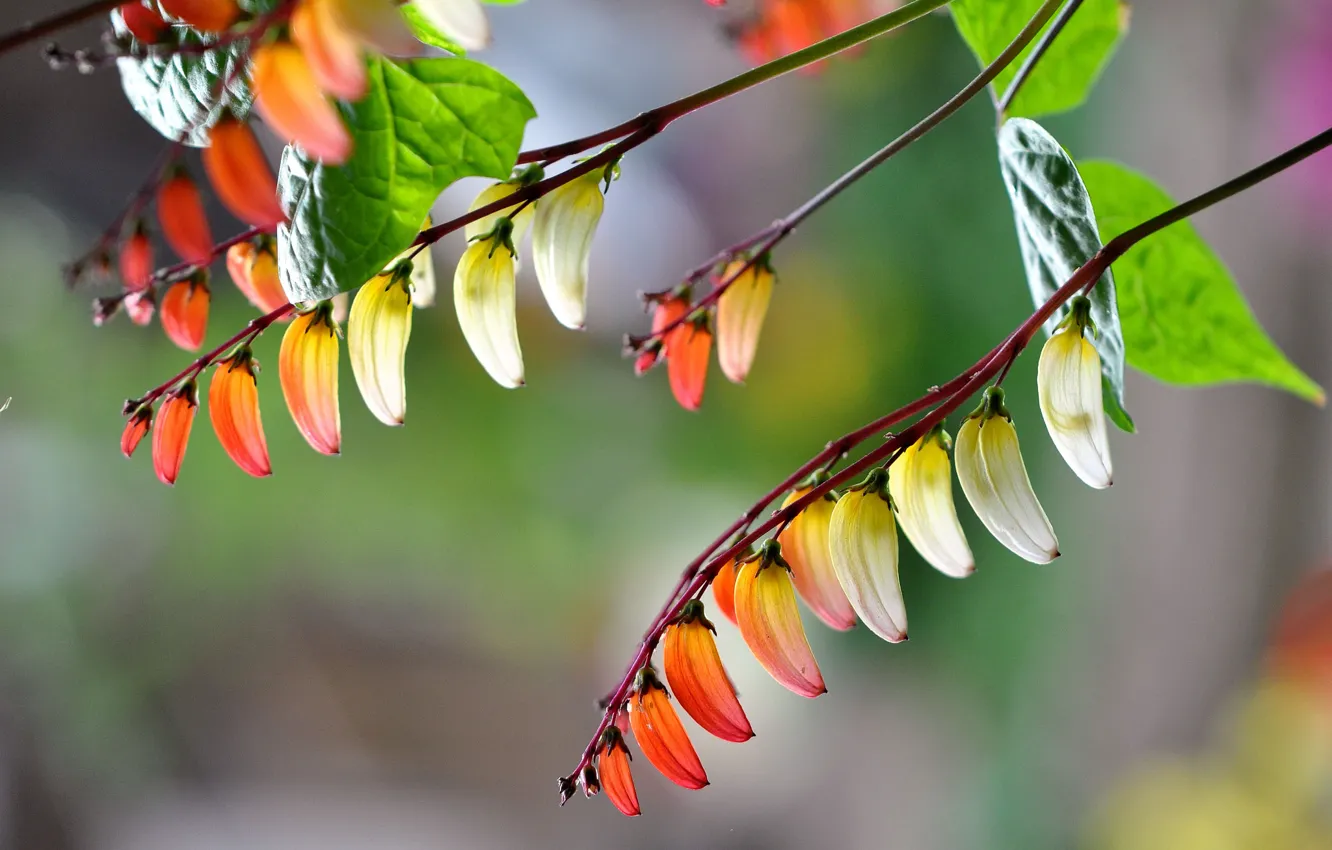 Photo wallpaper leaves, macro, flowers, branches, petals