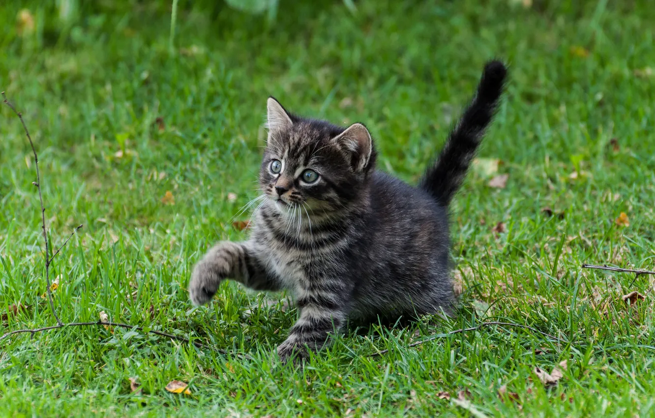 Photo wallpaper summer, eyes, look, kitty