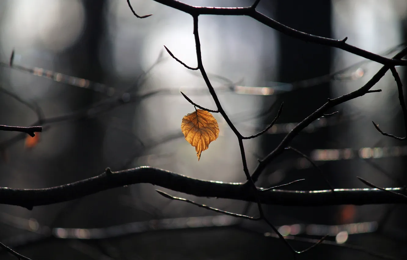 Photo wallpaper autumn, leaves, nature