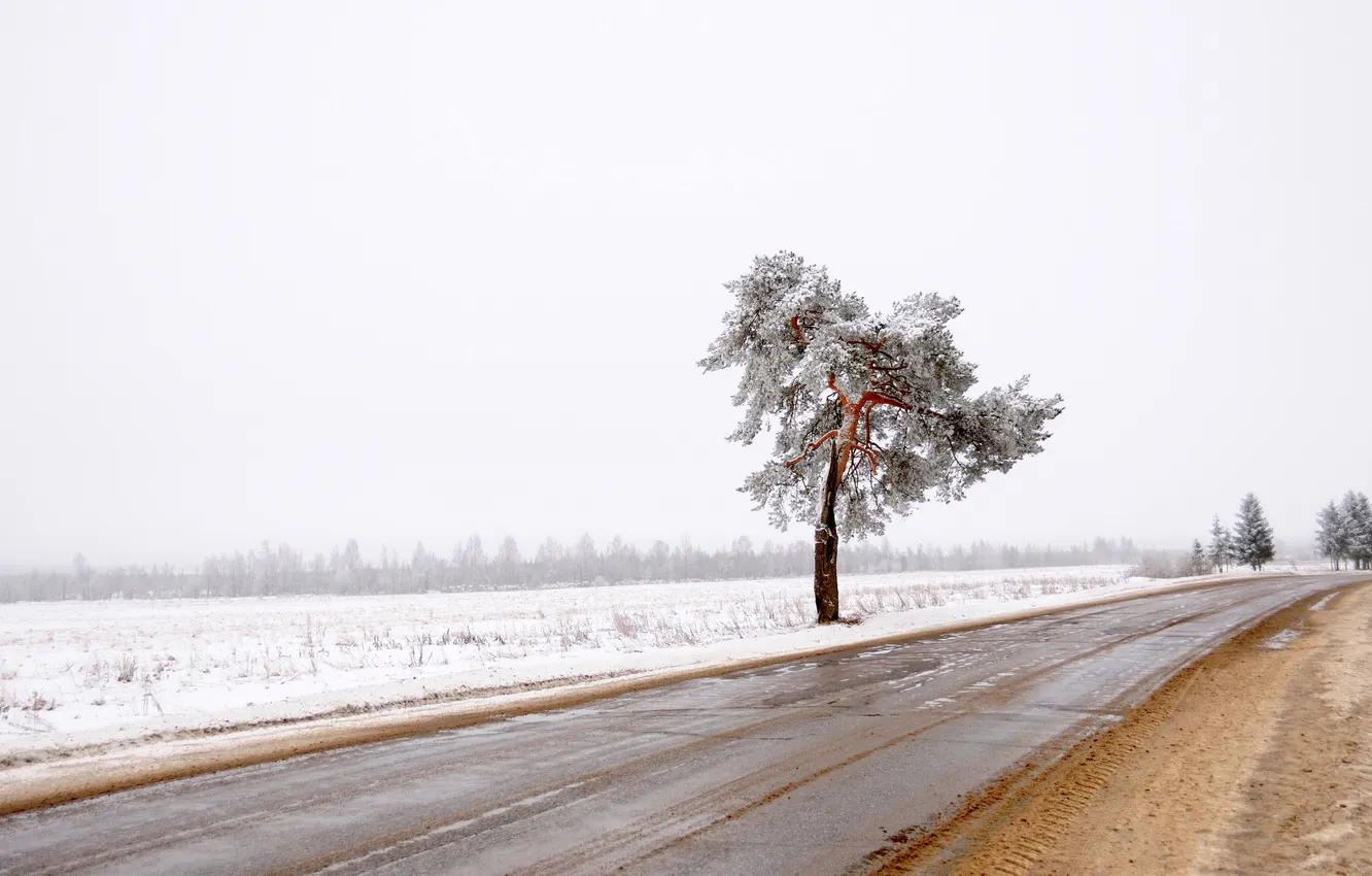 Photo wallpaper winter, road, tree