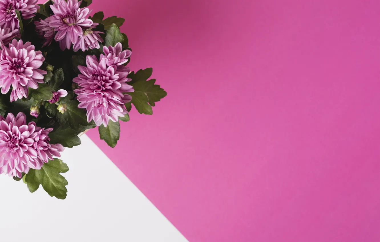 Photo wallpaper background, bouquet, flower, bouquet, Chrysanthemum