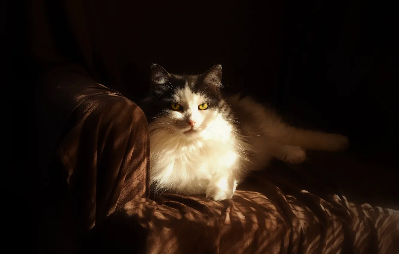Photo wallpaper cat, cat, look, light, pose, the dark background, sofa, black and white