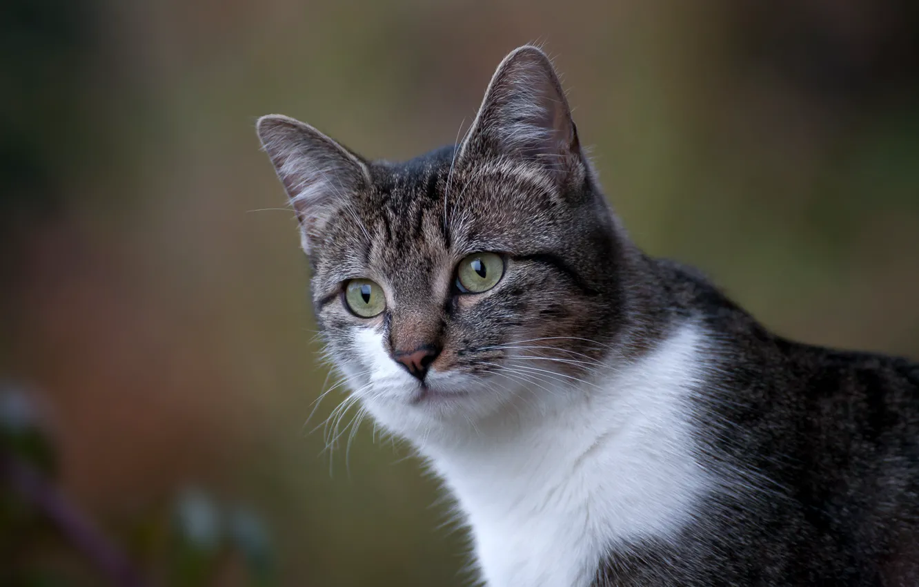 Photo wallpaper cat, cat, look