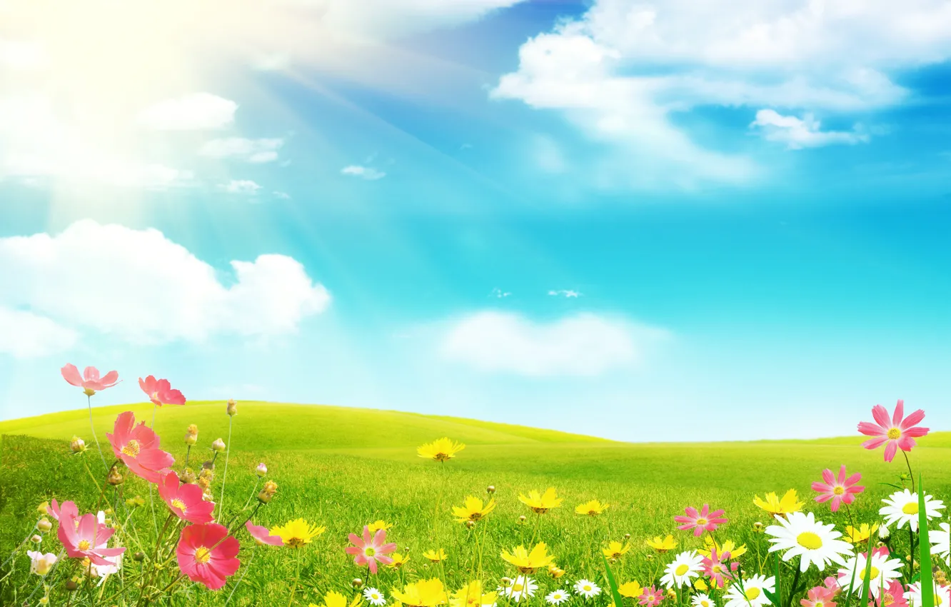 Photo wallpaper field, summer, flowers, chamomile, the sun's rays, cosmos