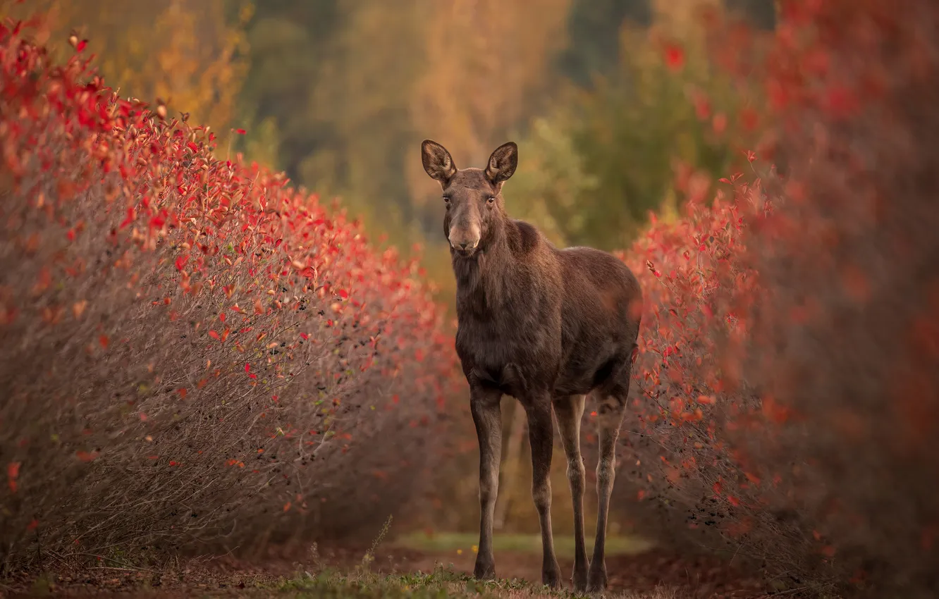 Photo wallpaper autumn, nature, moose