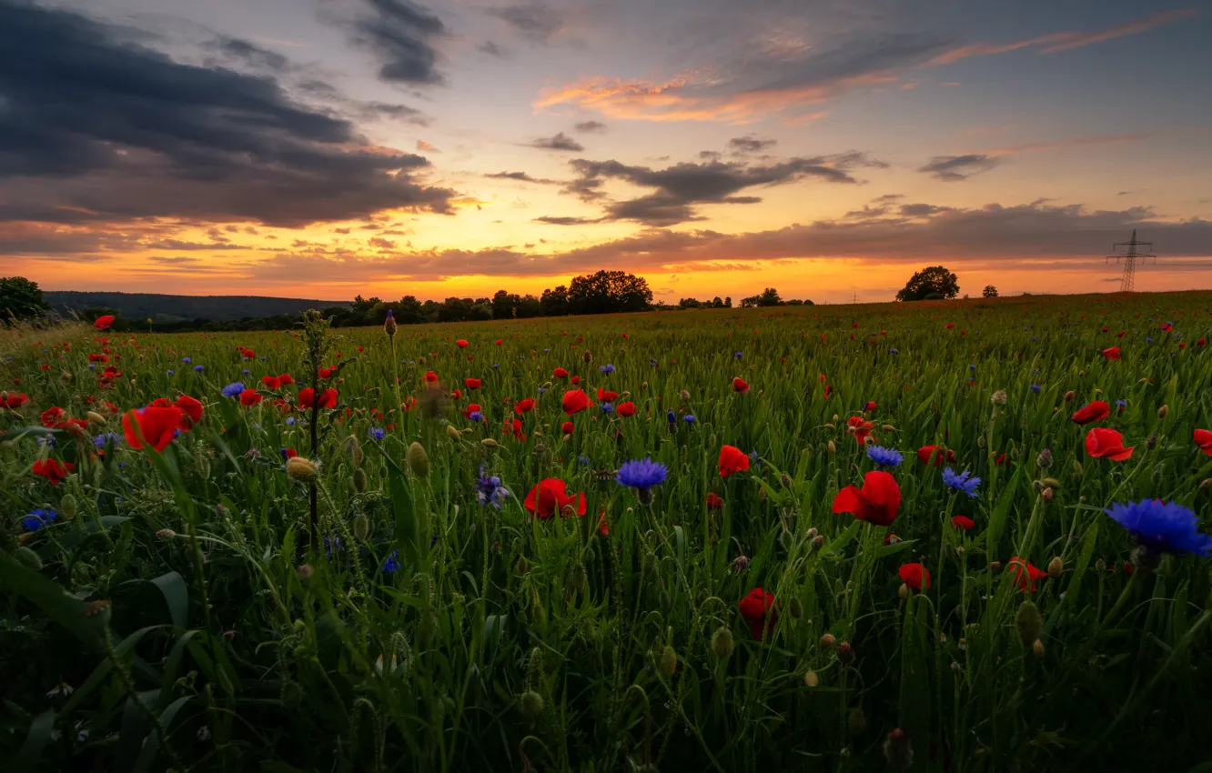 Photo wallpaper greens, summer, the sky, clouds, trees, sunset, flowers, blue