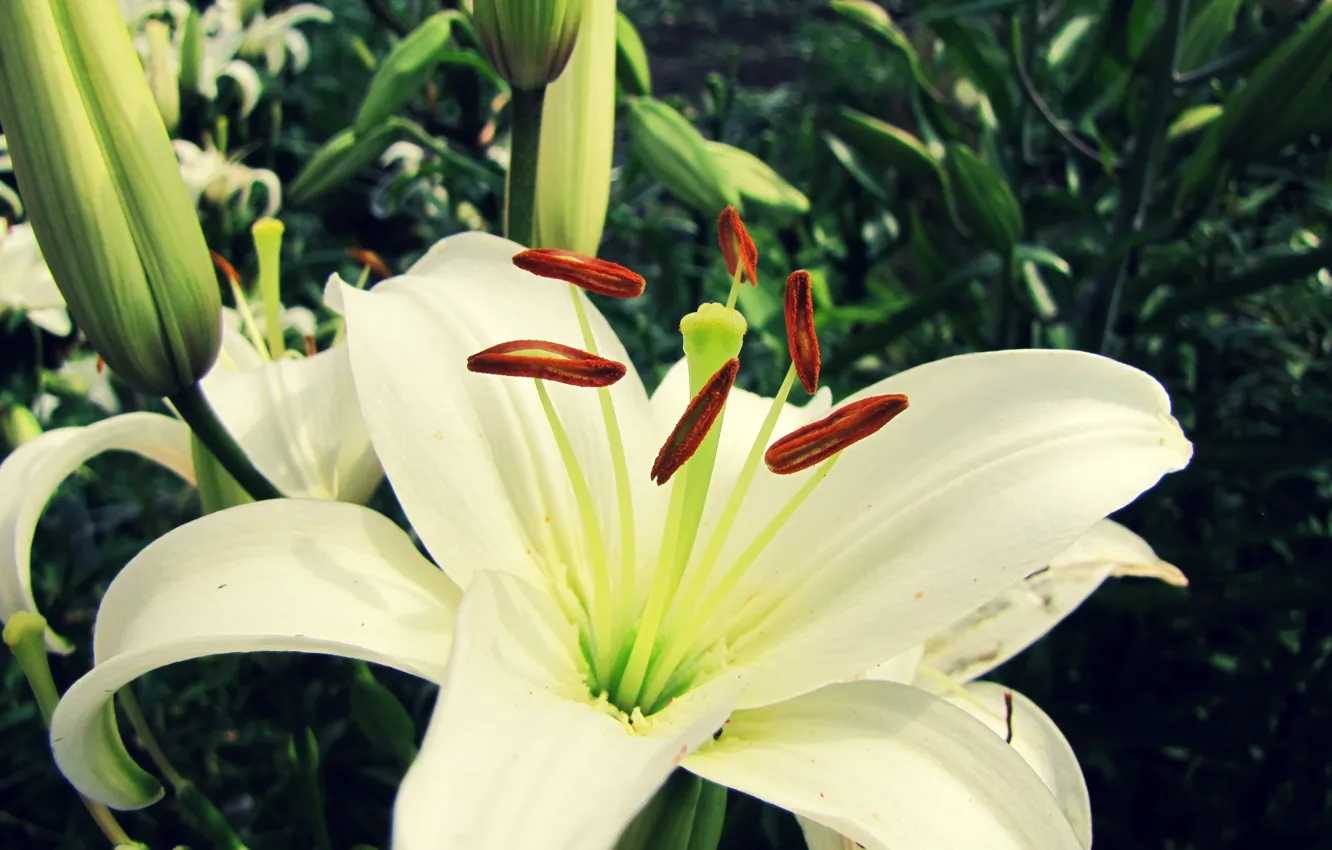 Photo wallpaper flower, macro, Lily, white
