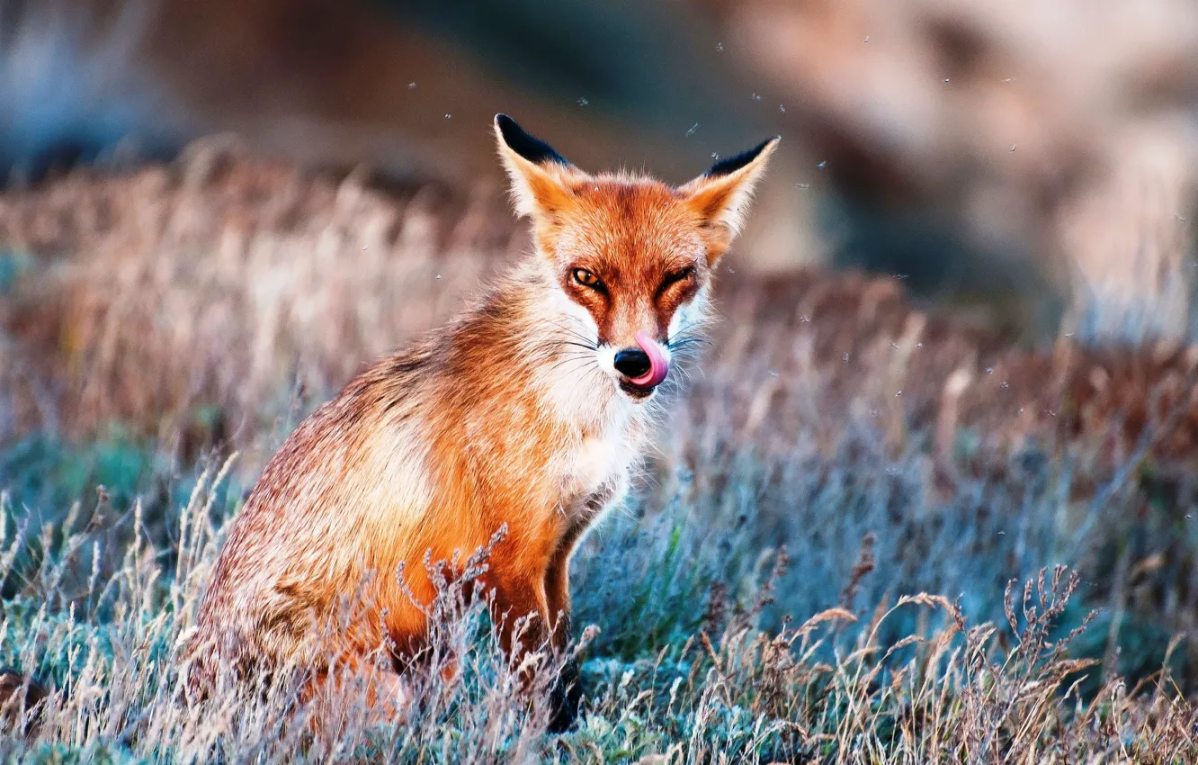 Photo wallpaper Fox, Fox, Midge