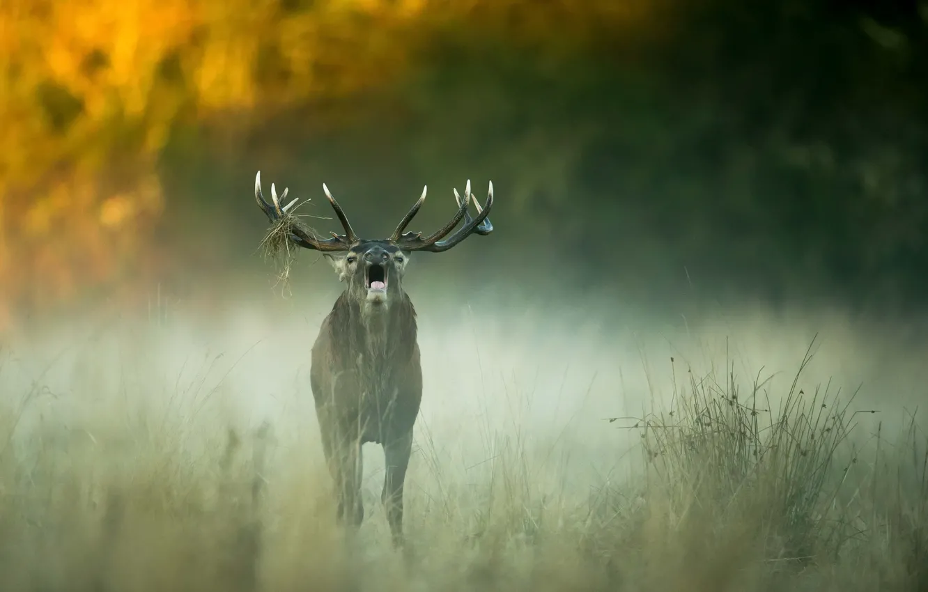 Photo wallpaper fog, deer, morning