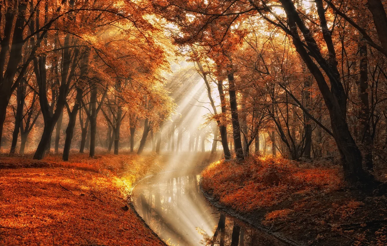 Photo wallpaper autumn, water, rays, light, trees, nature, photographer, channel