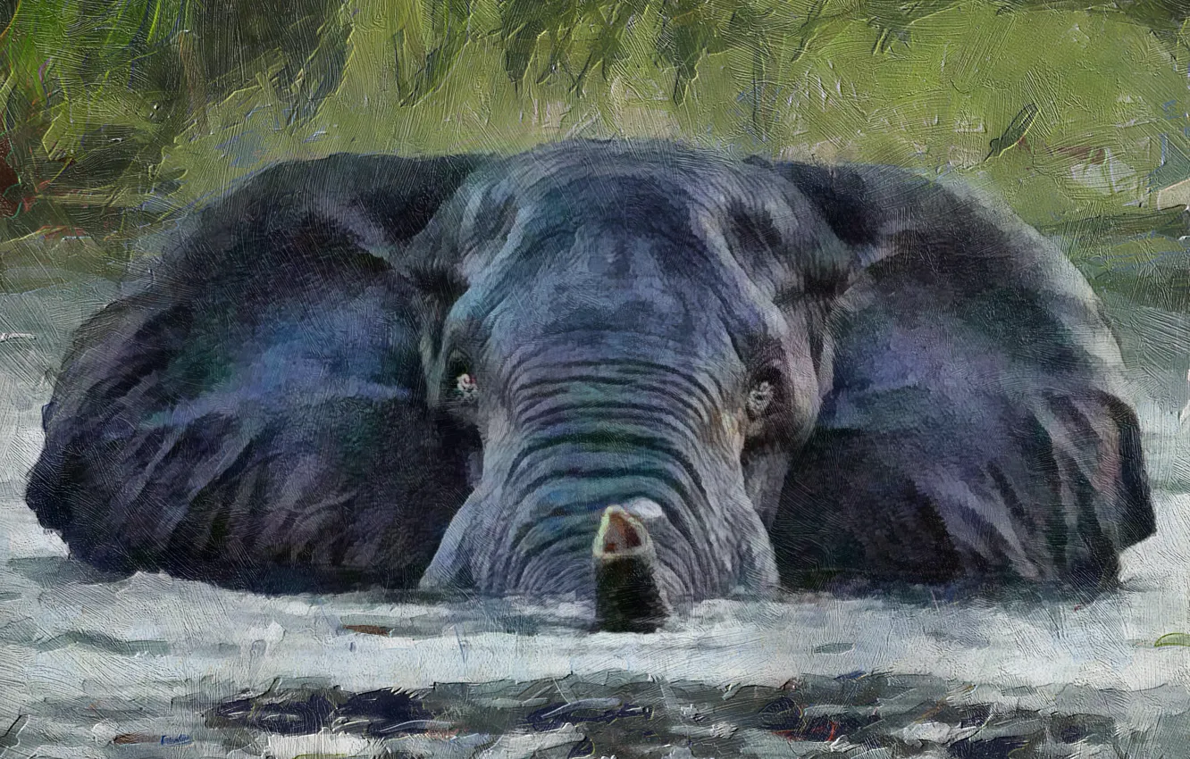 Photo wallpaper look, water, background, elephant, trunk