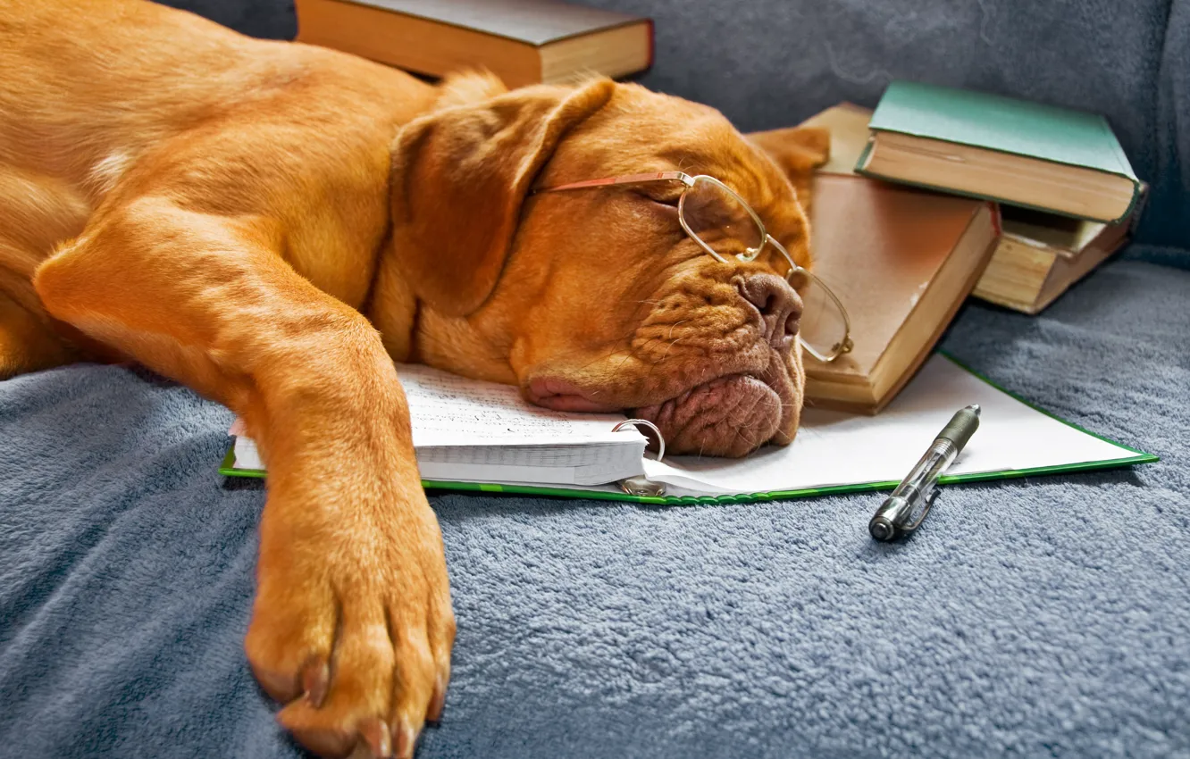 Photo wallpaper books, dog, glasses, sleeping, notebook