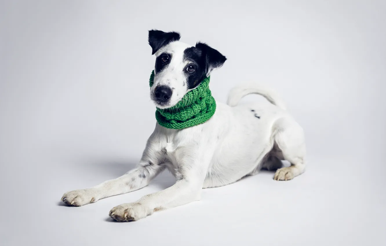 Photo wallpaper look, each, dog