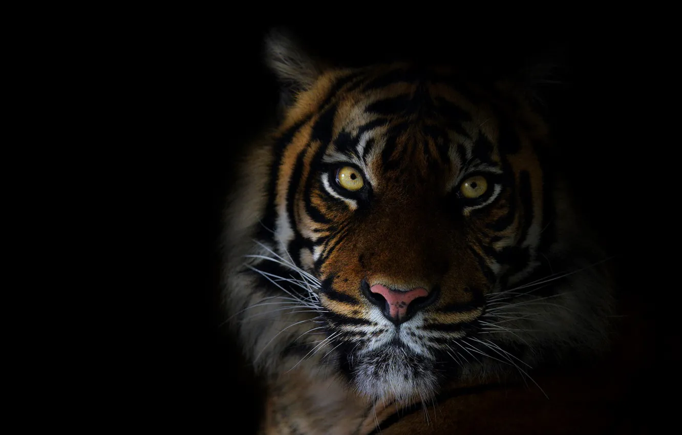 Photo wallpaper look, face, tiger, portrait, black background