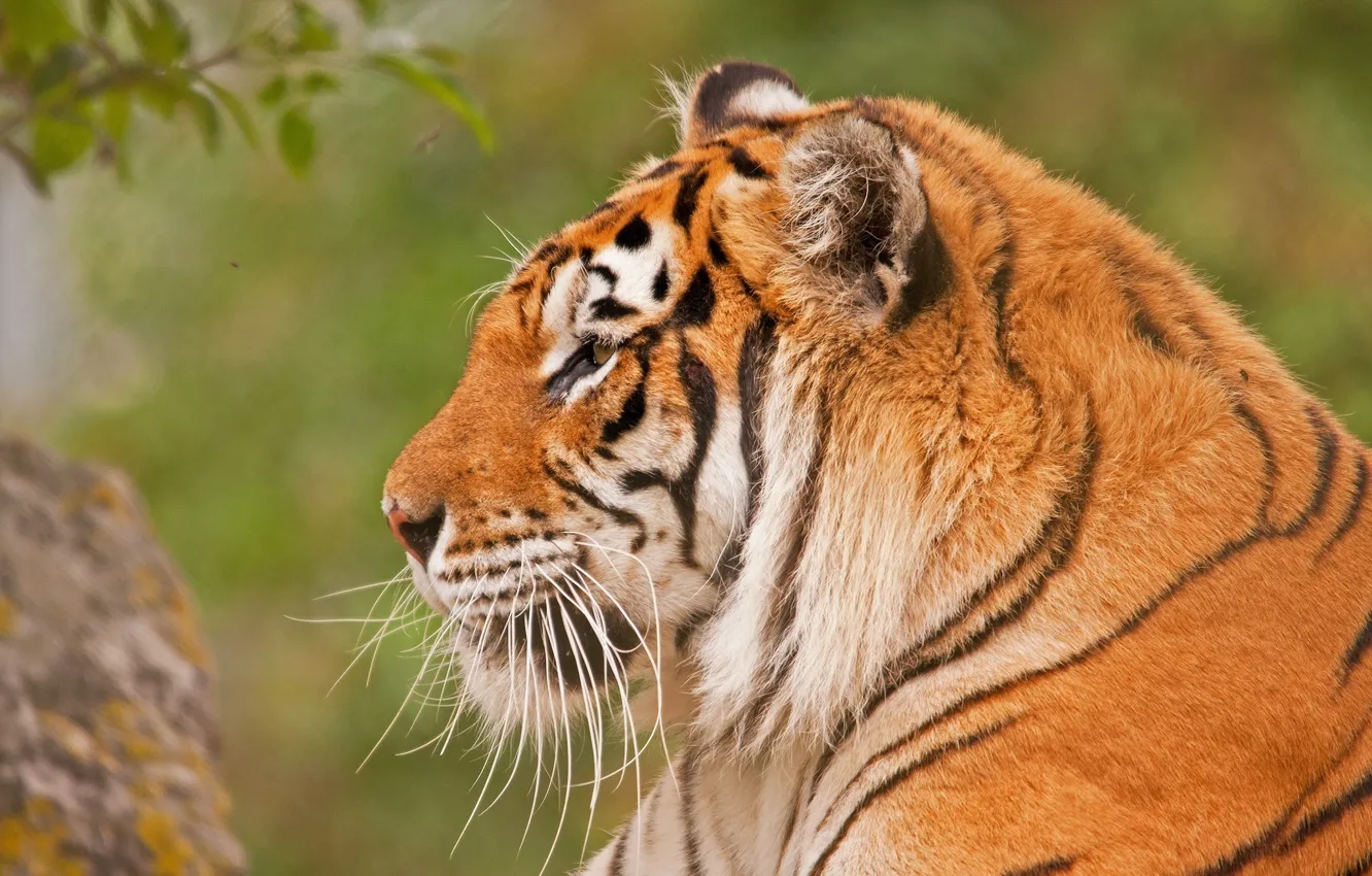 Photo wallpaper face, tiger, predator, profile, wild cat
