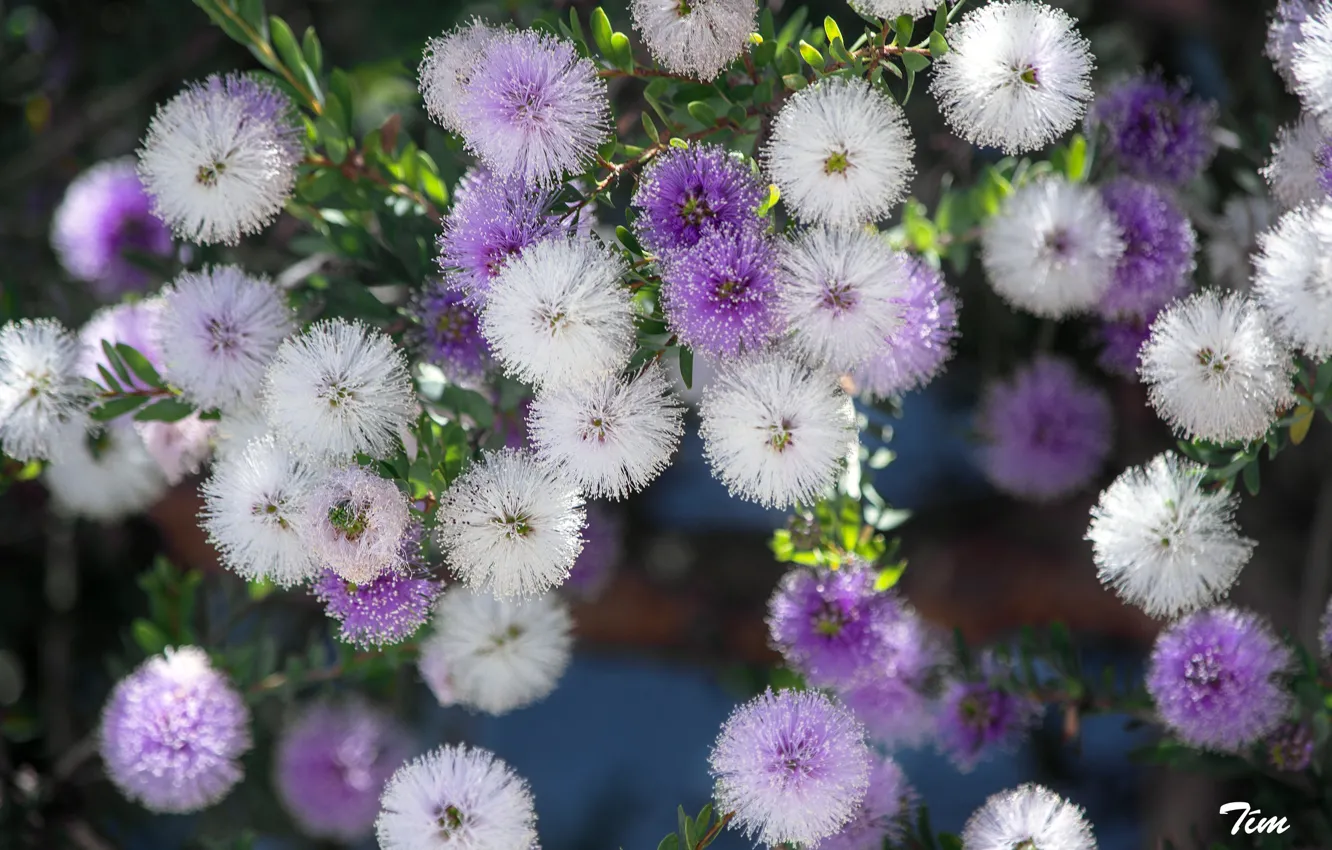 Photo wallpaper balls, flowers, Mimosa