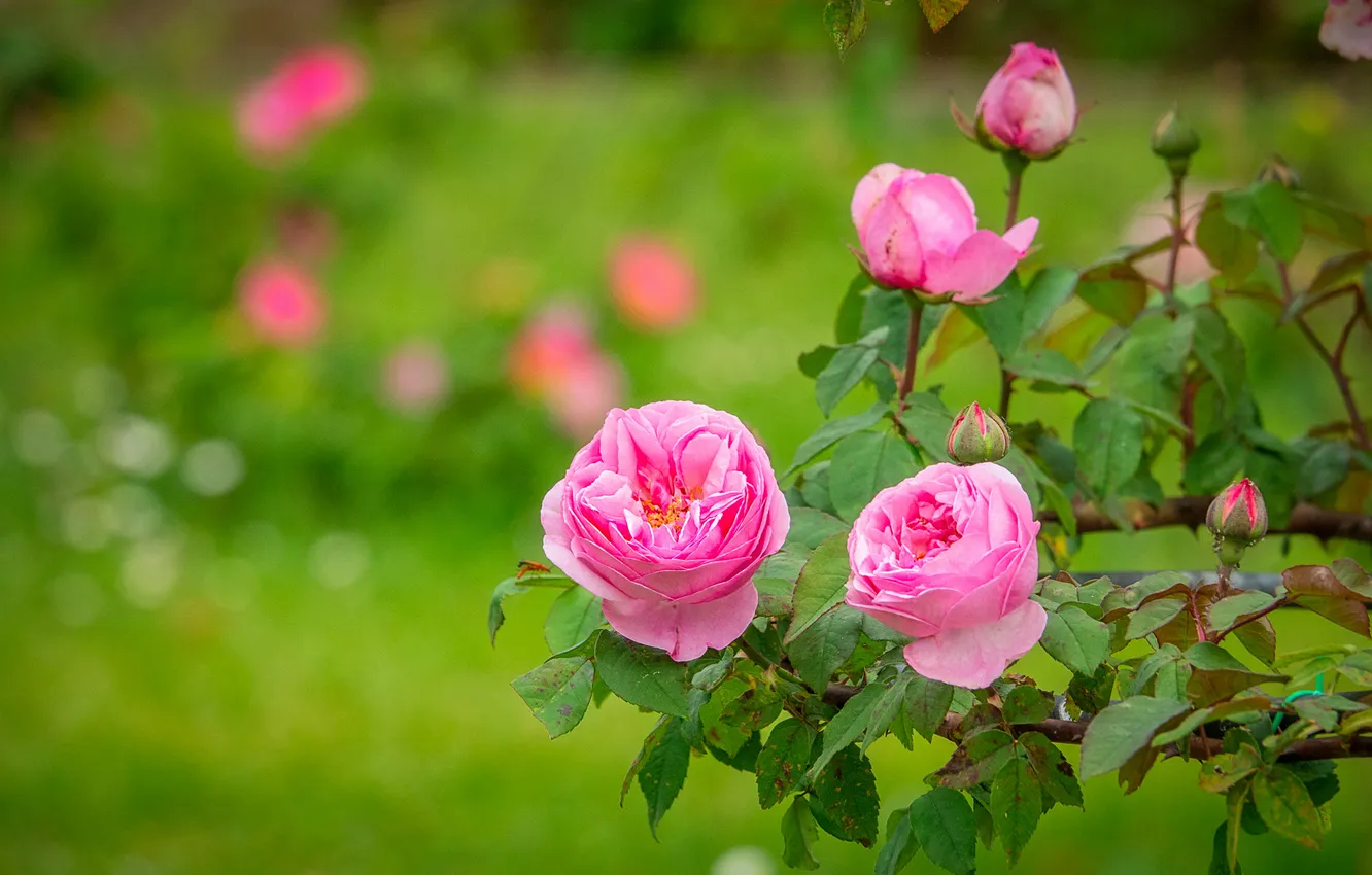 Photo wallpaper flowers, branches, roses, garden, pink, buds, green background, bokeh