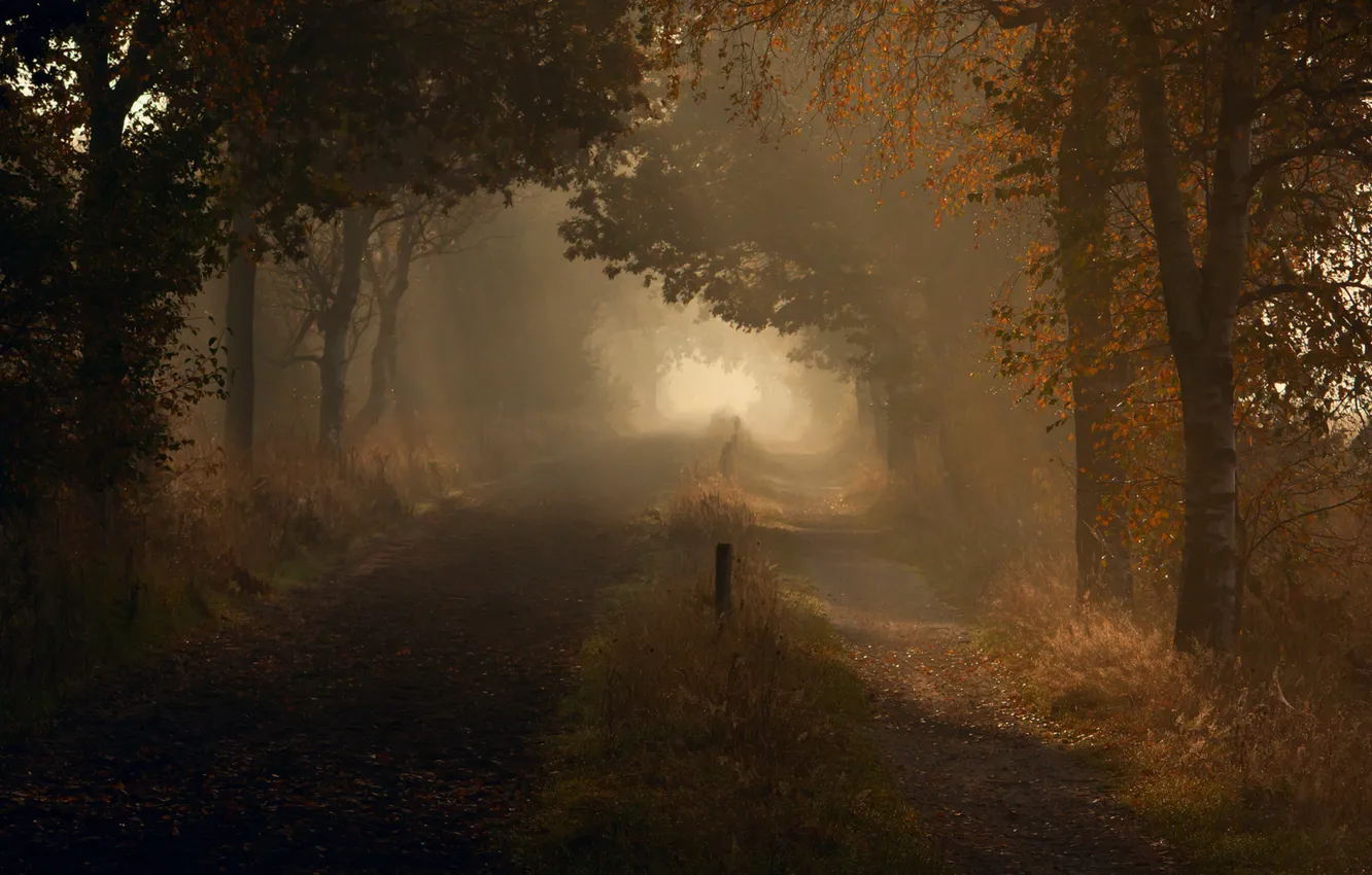 Photo wallpaper road, autumn, forest, fog