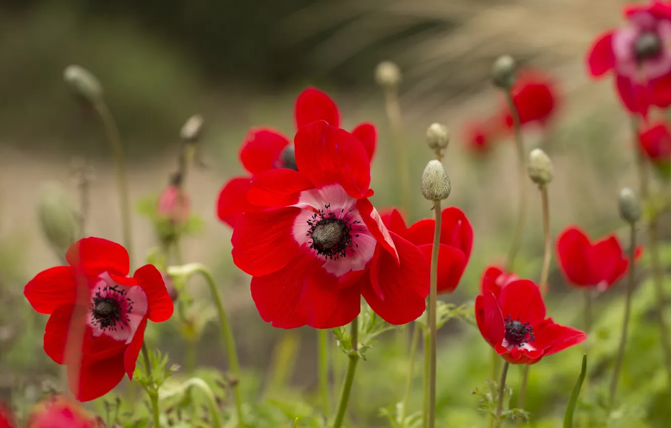 Photo wallpaper flowers, petals, flowering, anemones