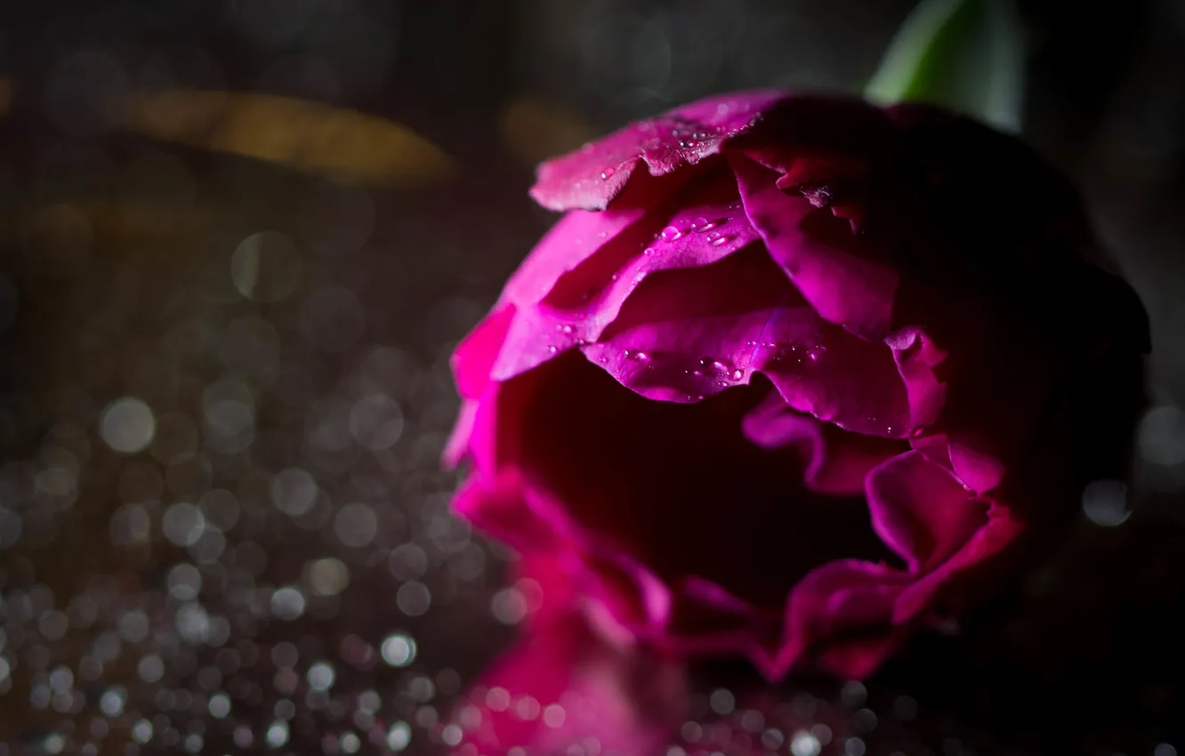 Photo wallpaper macro, flowers, background