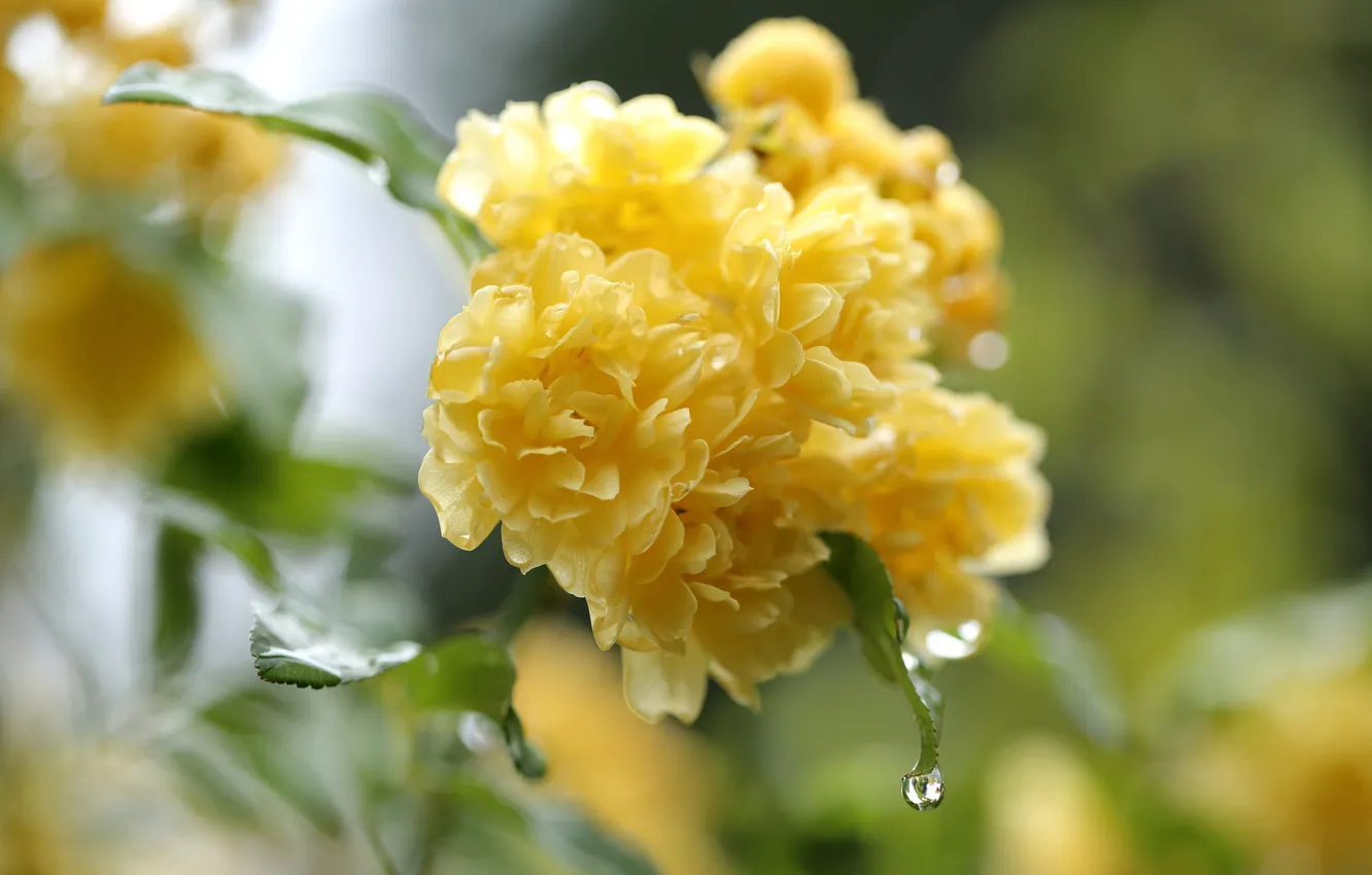 Photo wallpaper drops, flowers, yellow, petals