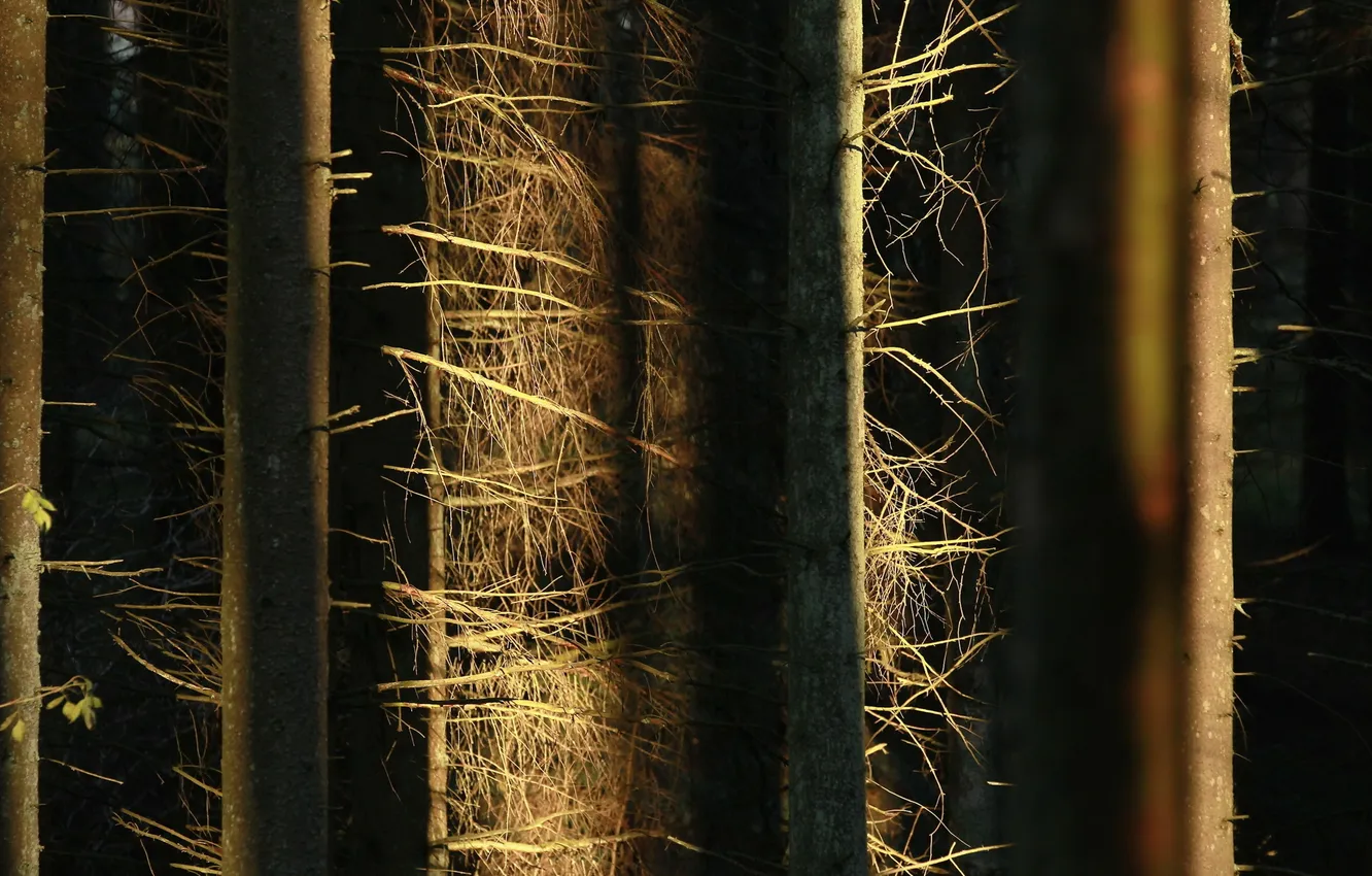 Photo wallpaper forest, light, trees, nature, trunk