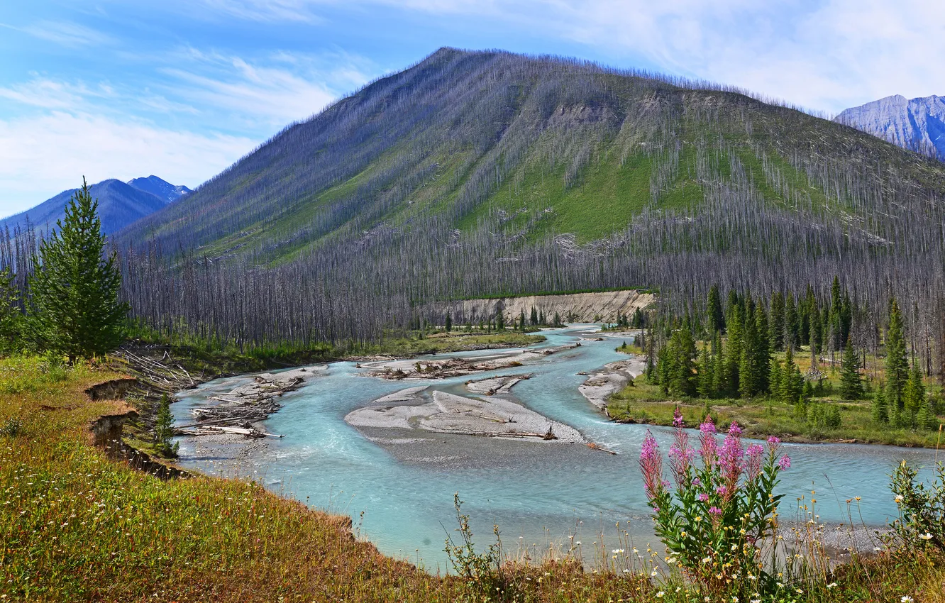 Photo wallpaper the sky, trees, flowers, mountains, river