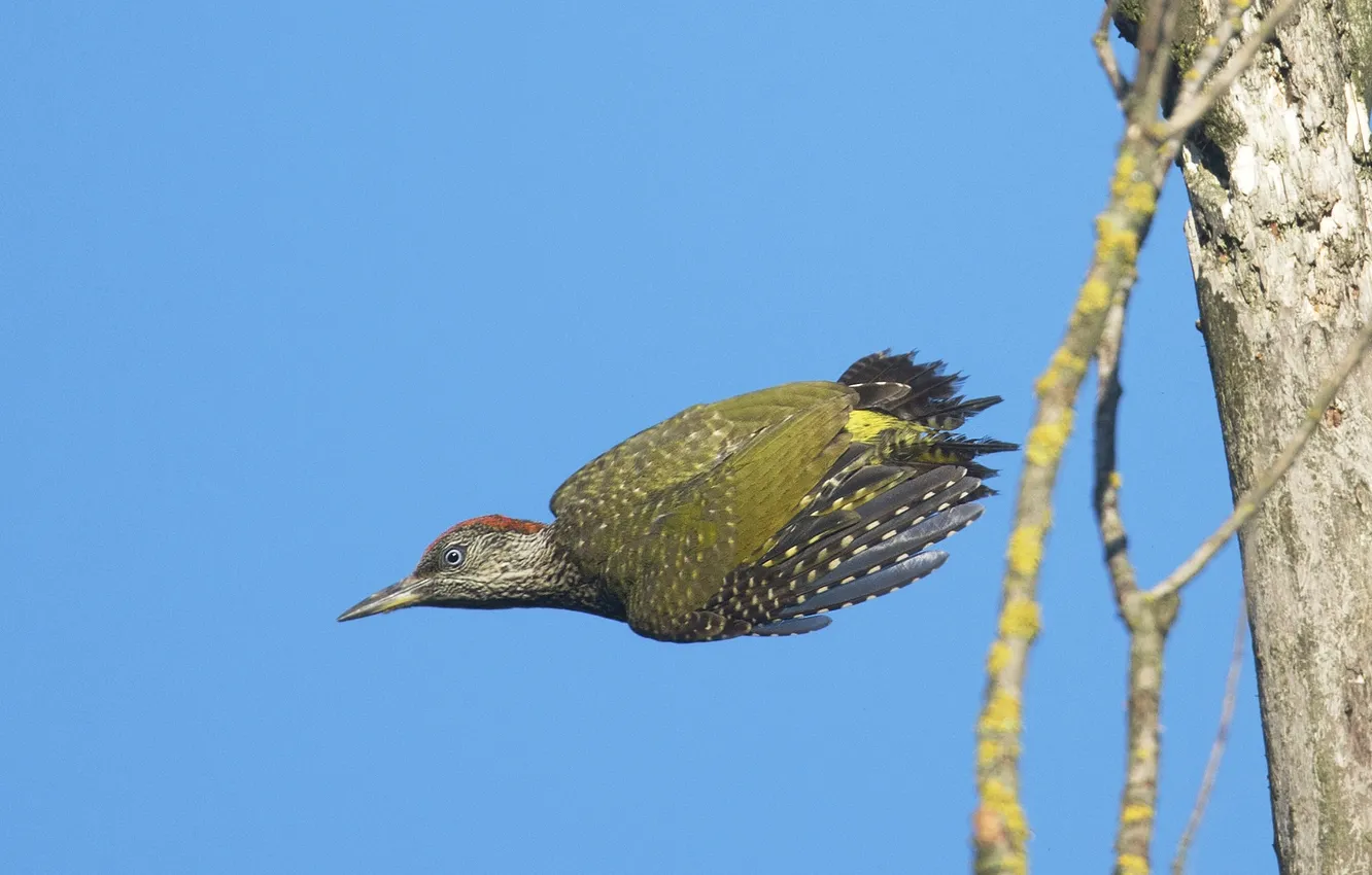 Photo wallpaper the sky, trees, flight, branches, bird, beak