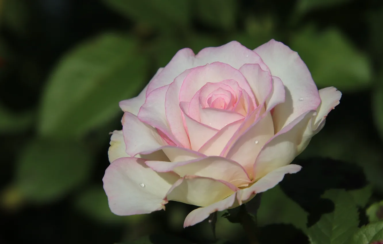 Photo wallpaper close-up, pink and white, rosebud, drops