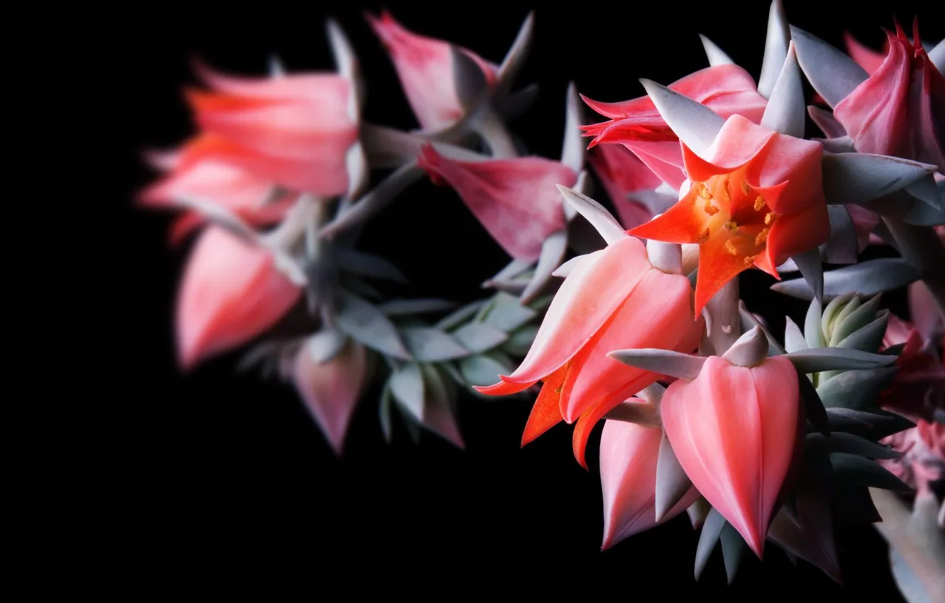 Photo wallpaper flowers, focus, buds