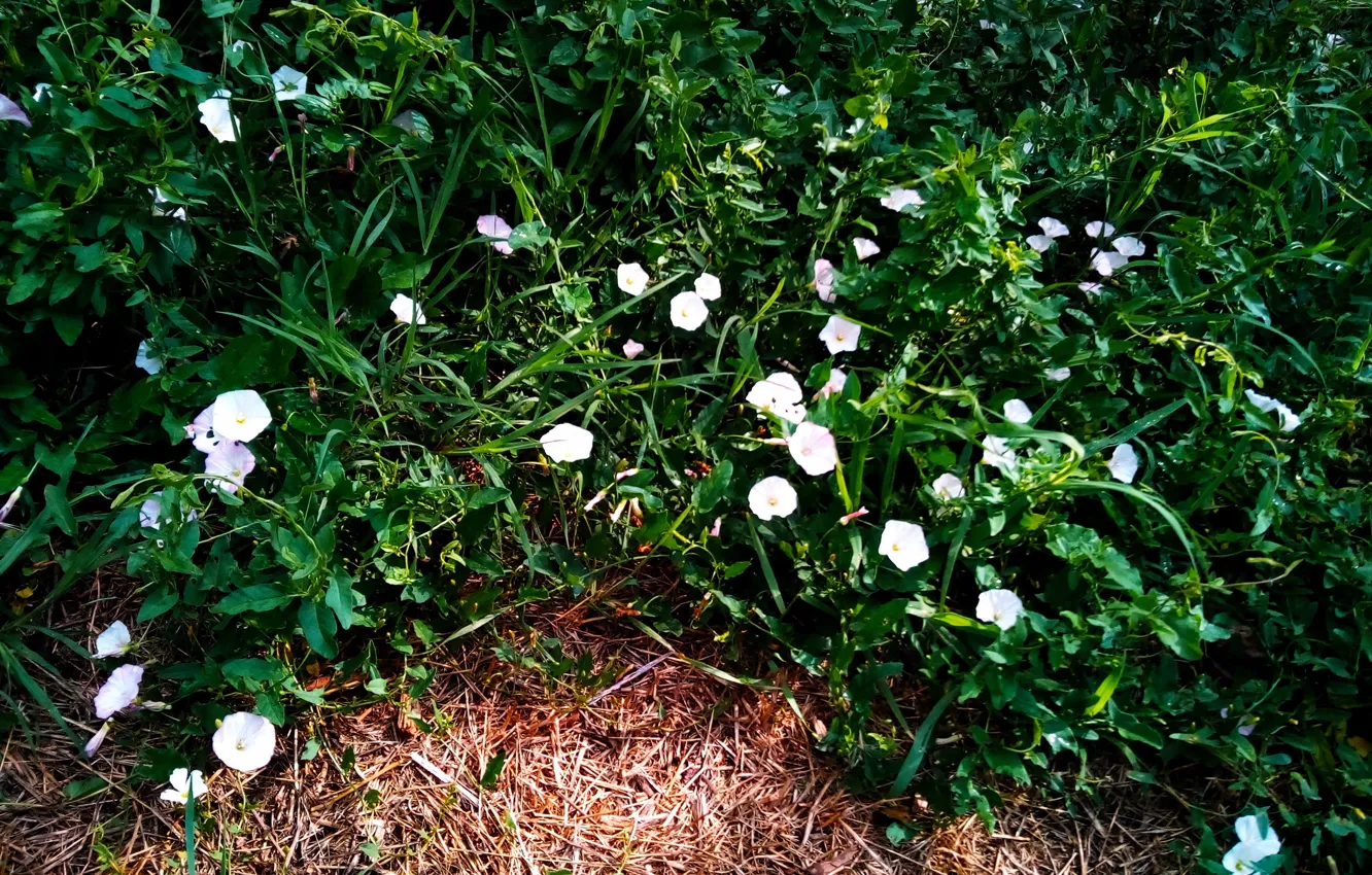 Photo wallpaper summer, Flowering, Convolvulus