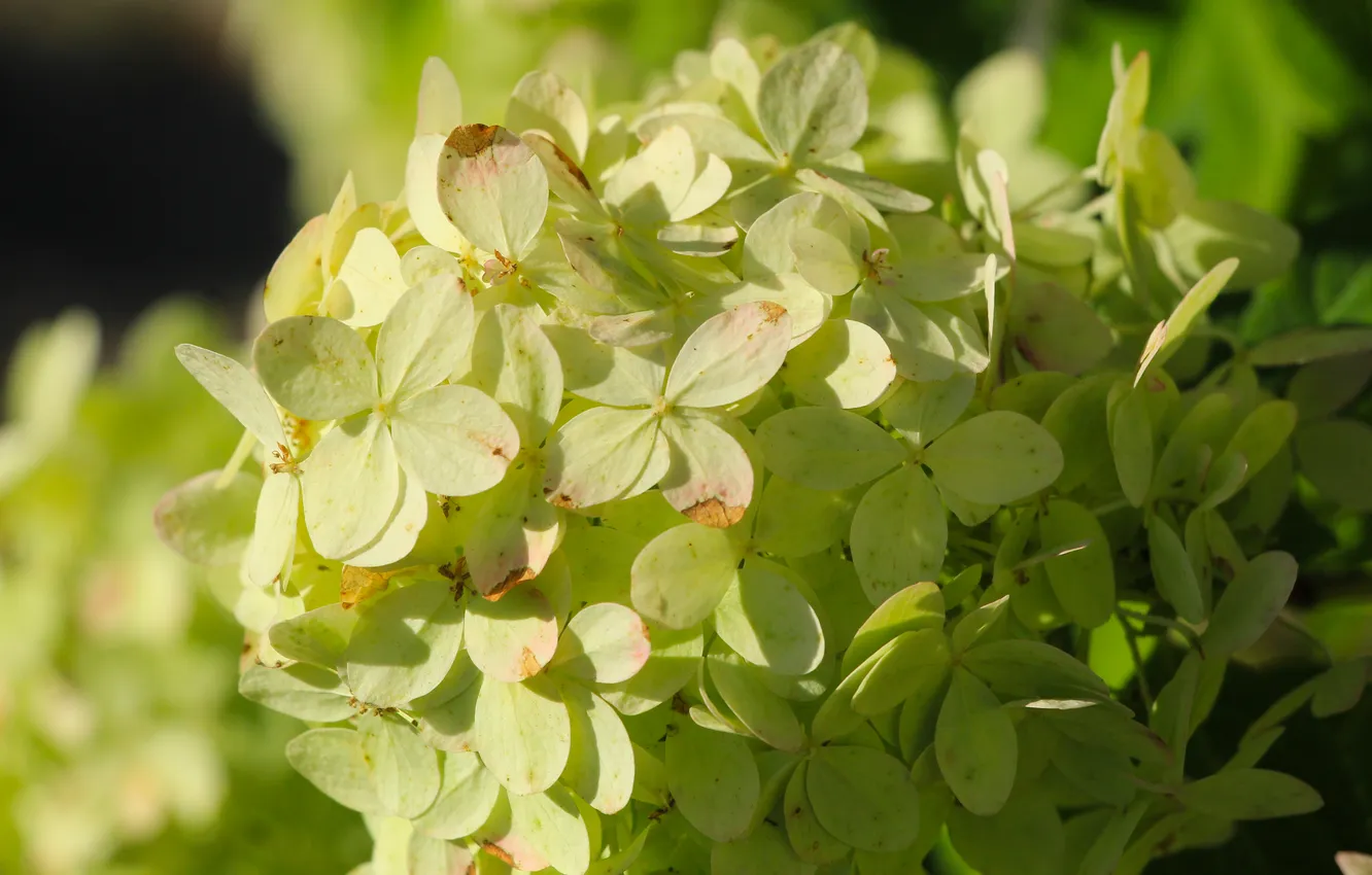 Photo wallpaper white, flower, hydrangea