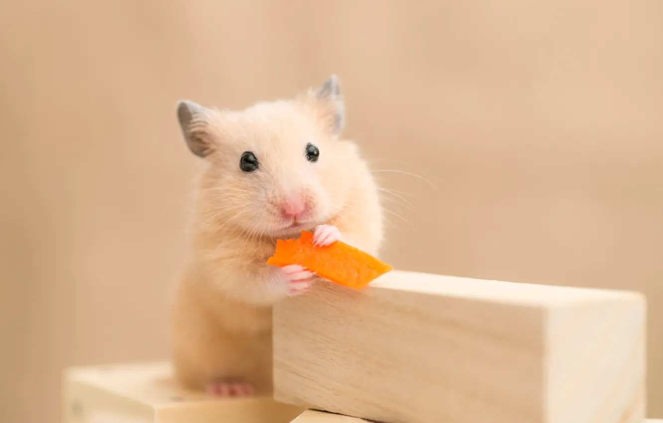 Photo wallpaper Animals, Rodents, Hamsters