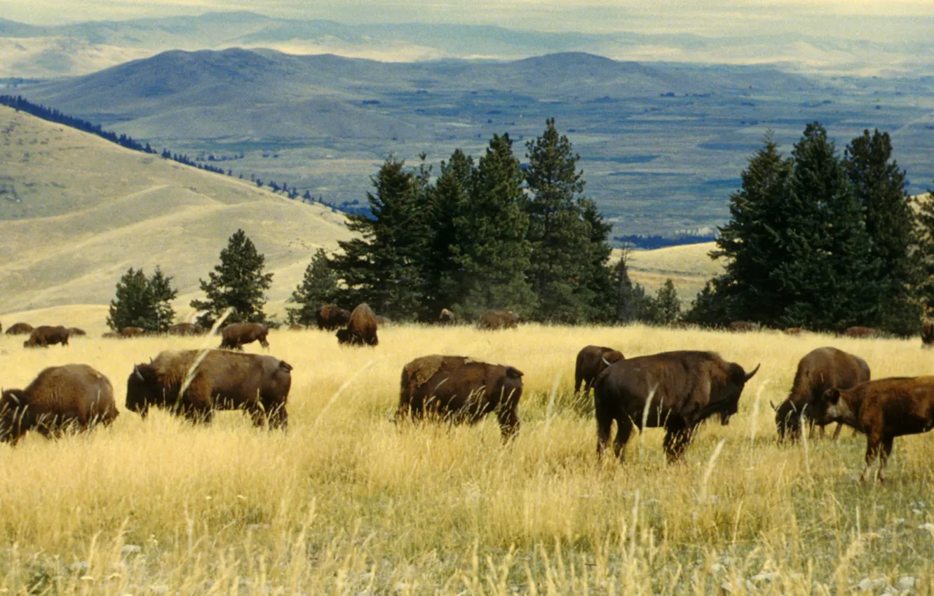 Photo wallpaper animals, Buffalo, National Wildlife Refuge, herd of buffalo, national bison range