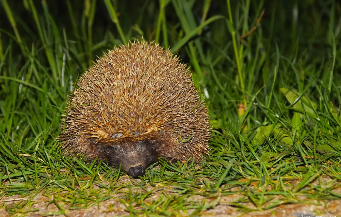 Photo wallpaper nature, spring, hedgehog