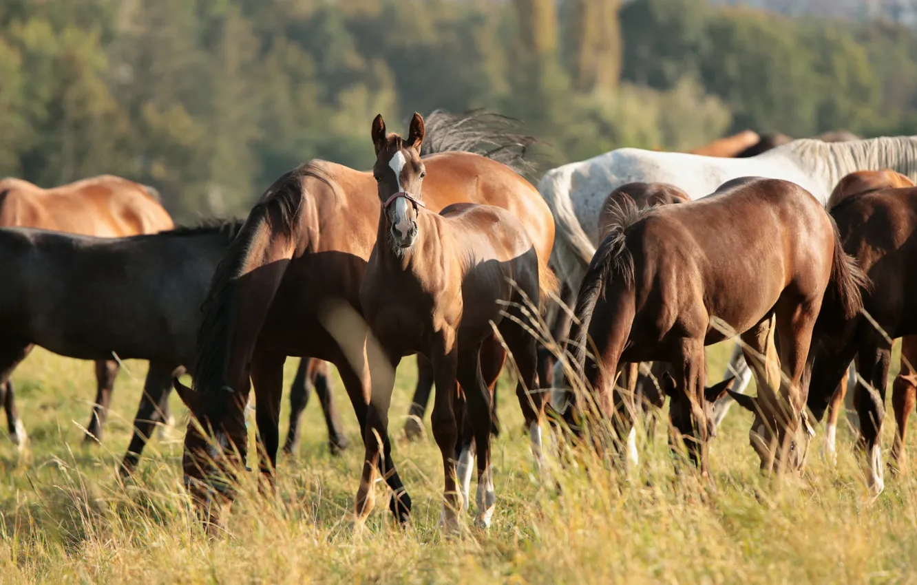 Photo wallpaper field, grass, light, horse, horse, pasture, a lot, the herd