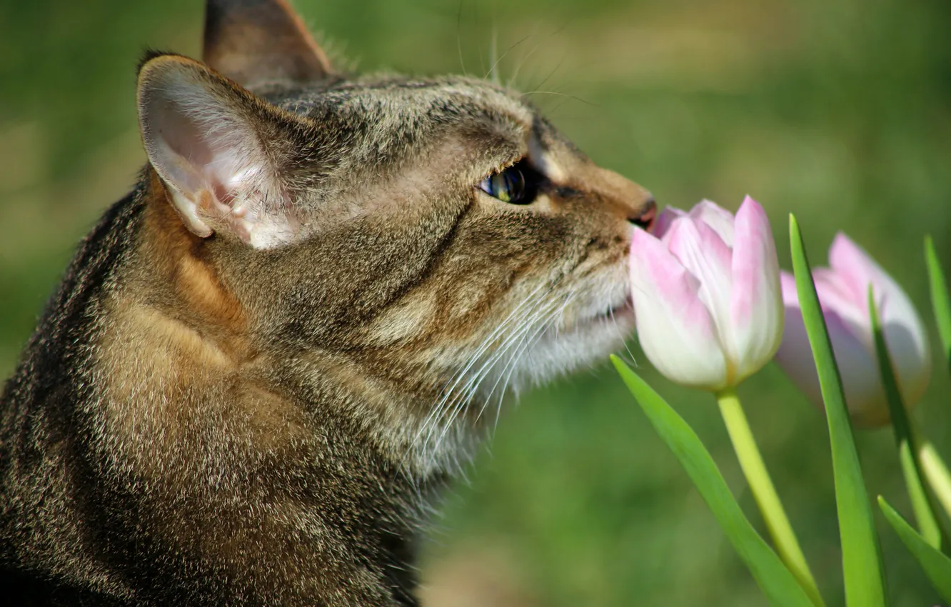 Photo wallpaper cat, cat, look, flowers, pose, tulips, face